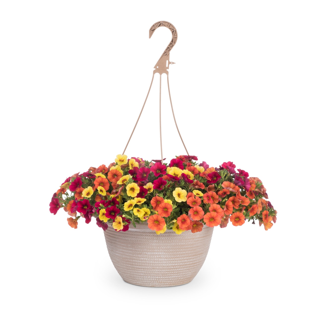 Metrolina Greenhouses Multicolor Calibrachoa In 2-gallon Hanging Basket 