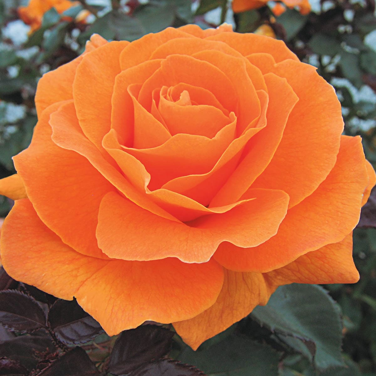Spring Hill Nurseries 85031 roses - View #3