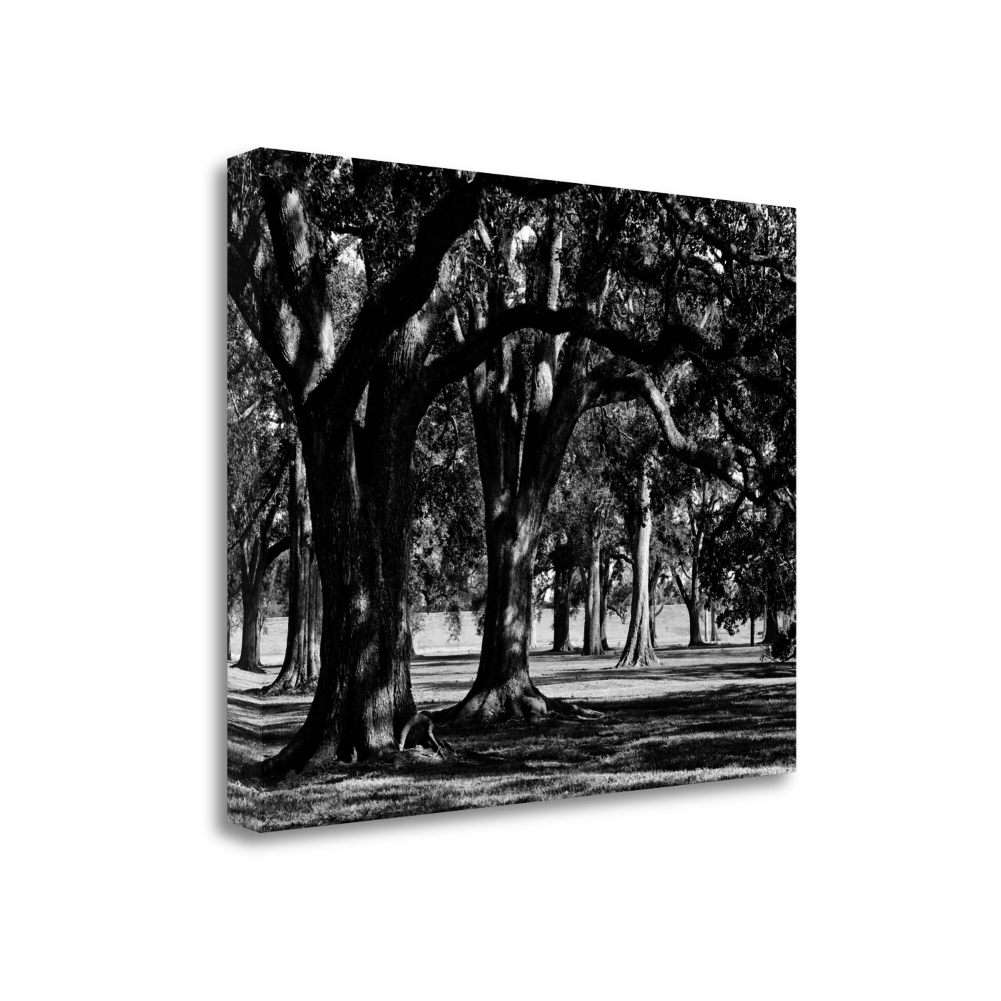 Tangletown Fine Art CA306783-2318C Oak Grove Ii Jeff 18-in H x 23-in W Landscape Print on Canvas