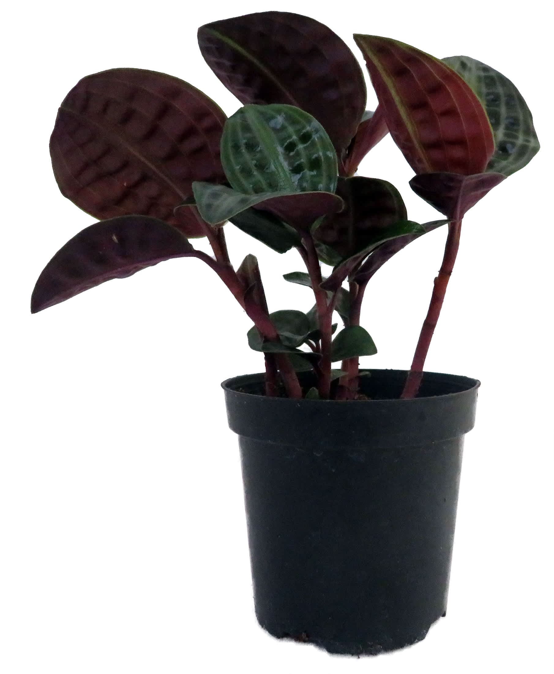 Hirt's Gardens Seersucker Plant - Thumbnail 2