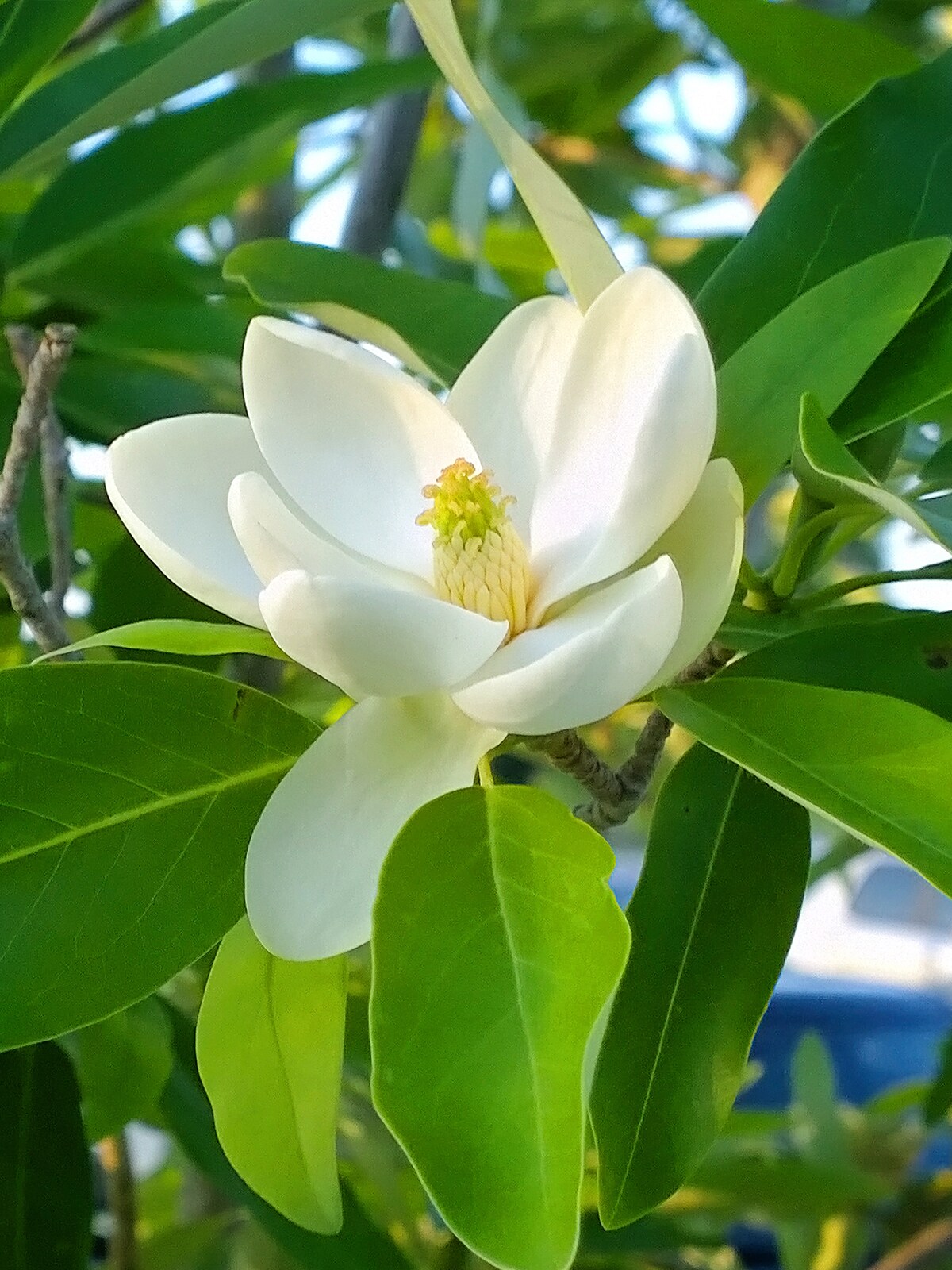 Magnolia Trees at 