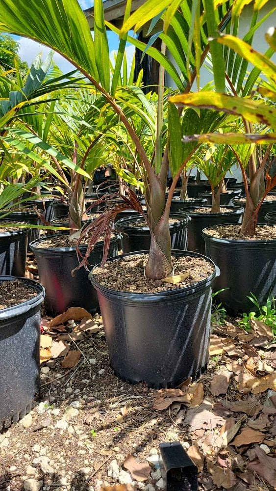 Lowe's 467863 6.5 -Gallon Feature Bottle Palm In pot (with soil)