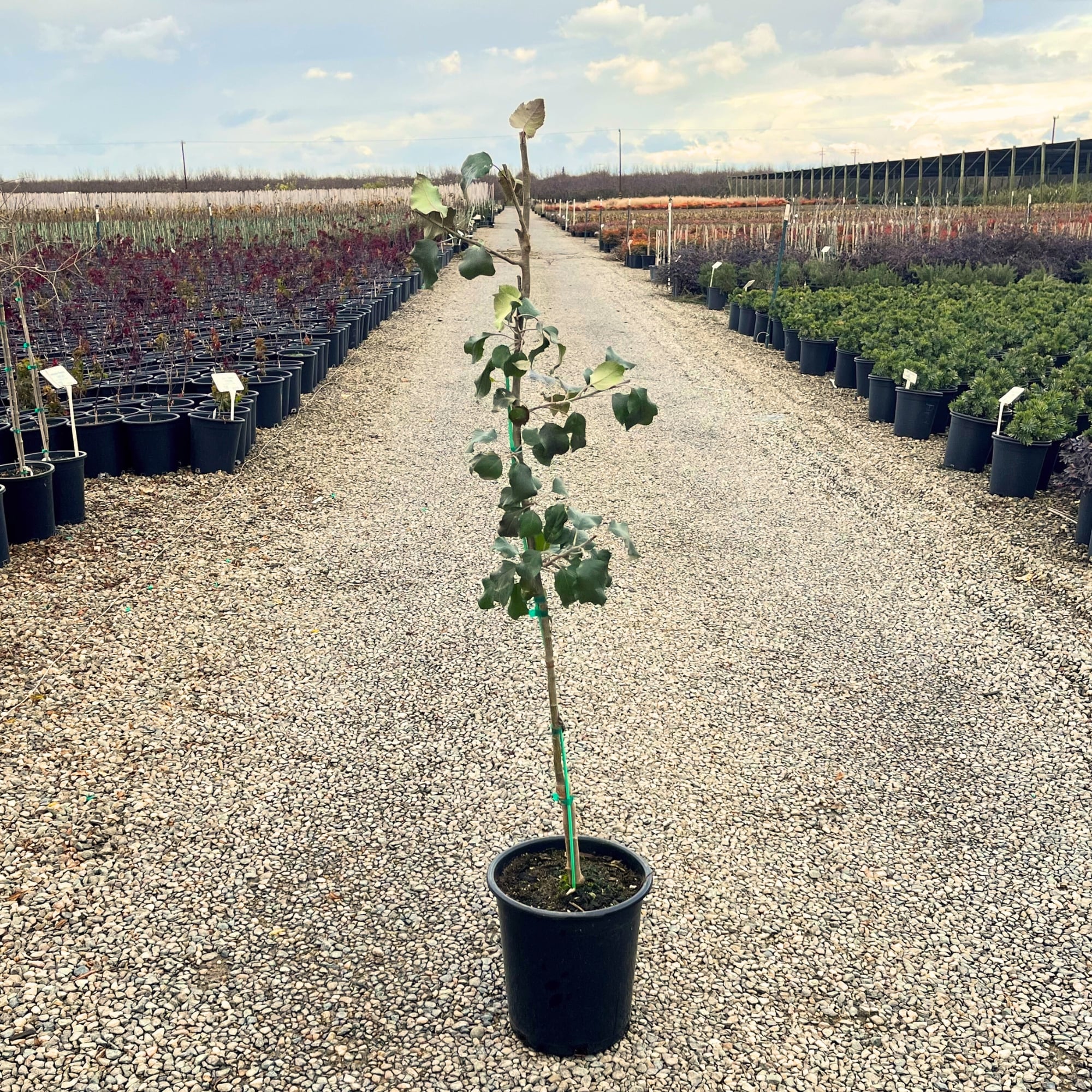 Frantz Wholesale Nursery 31313 trees - View #2