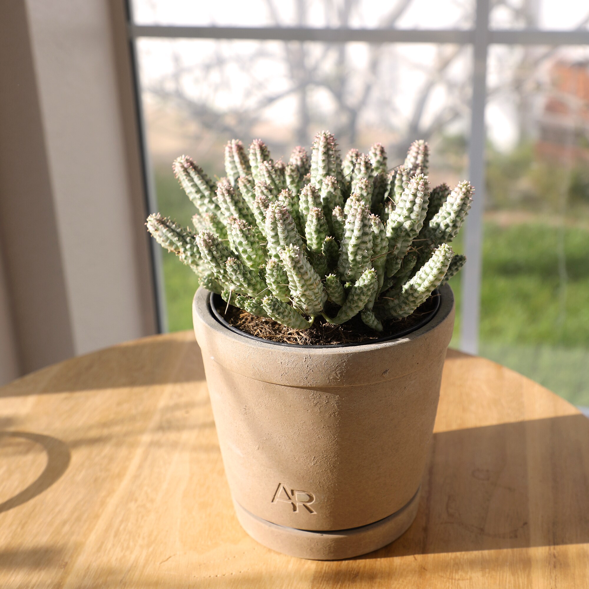 Altman Plants 0873216 Cacti-Succulents - View #3