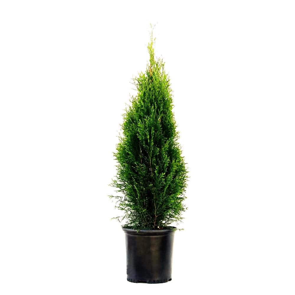 Emerald Green Arborvitae Foundation/Hedge Shrub in 1.5-Gallon Pot in ...