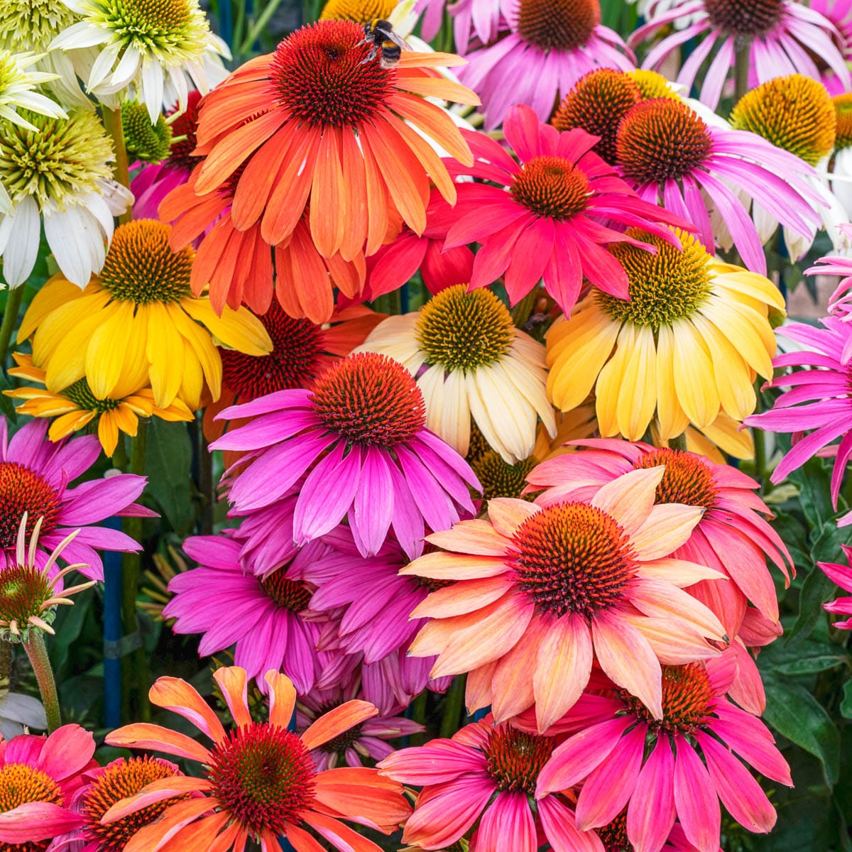 Direct Gardening 99619 perennials - View #3
