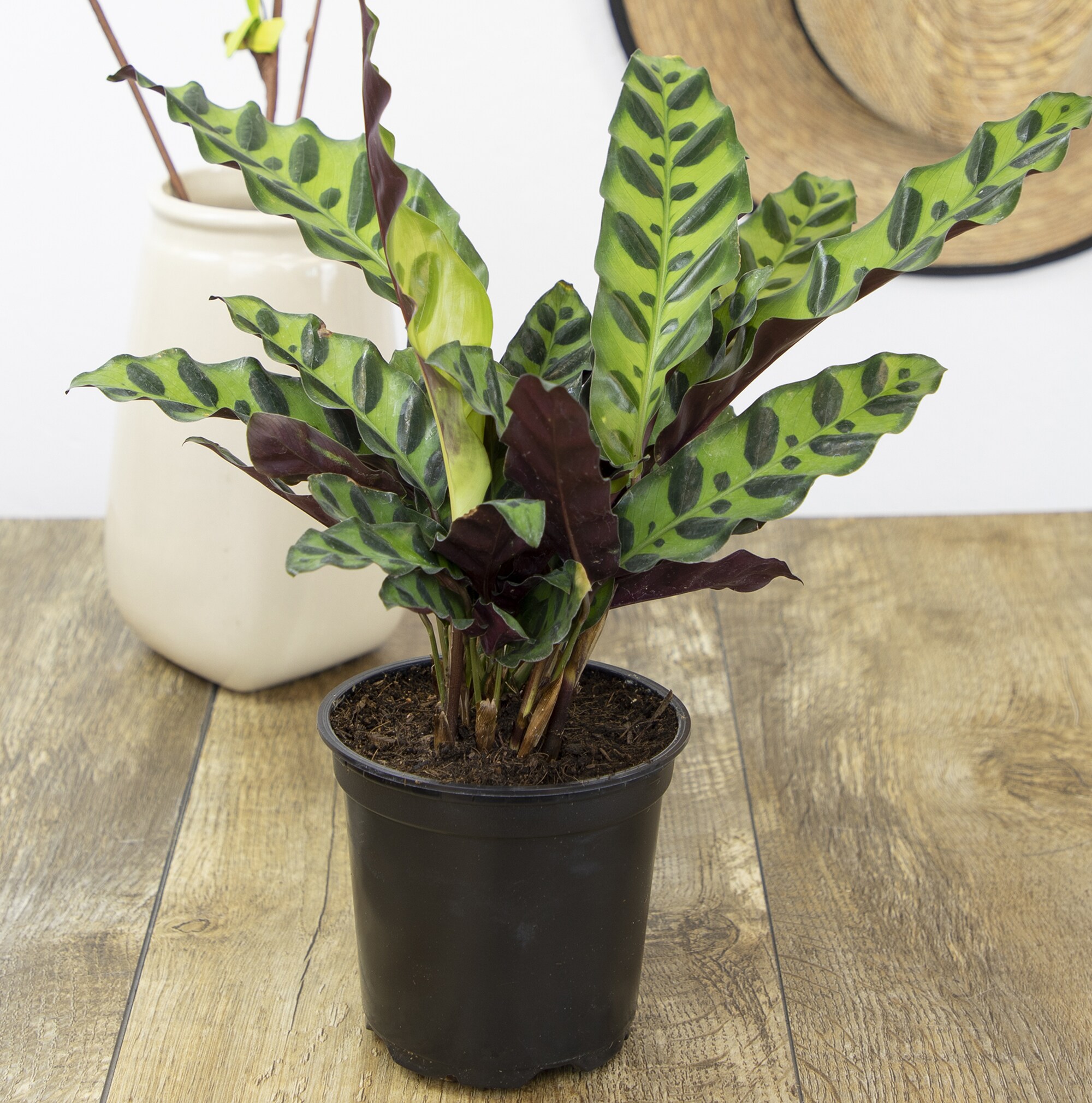 Black Plastic Indoor/Outdoor Calathea Plant in 15" Planter