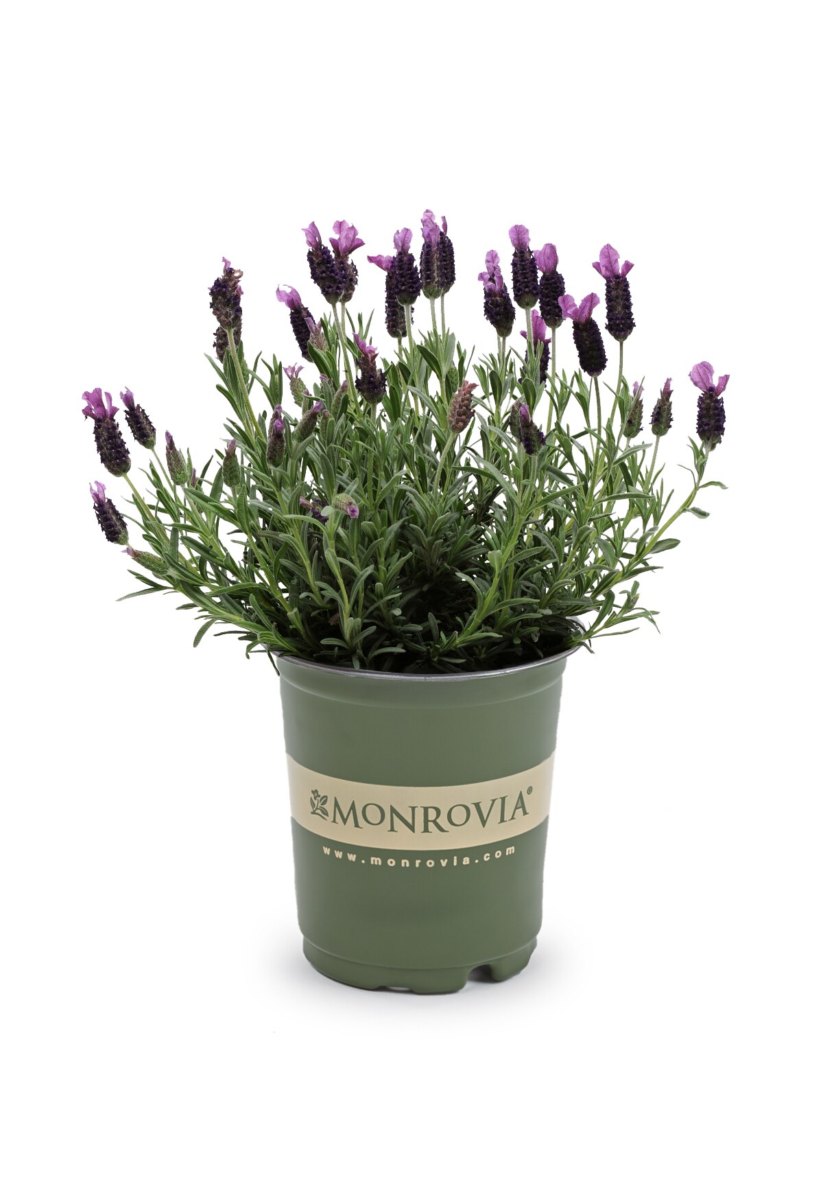 Monrovia 78507 perennials - View #2