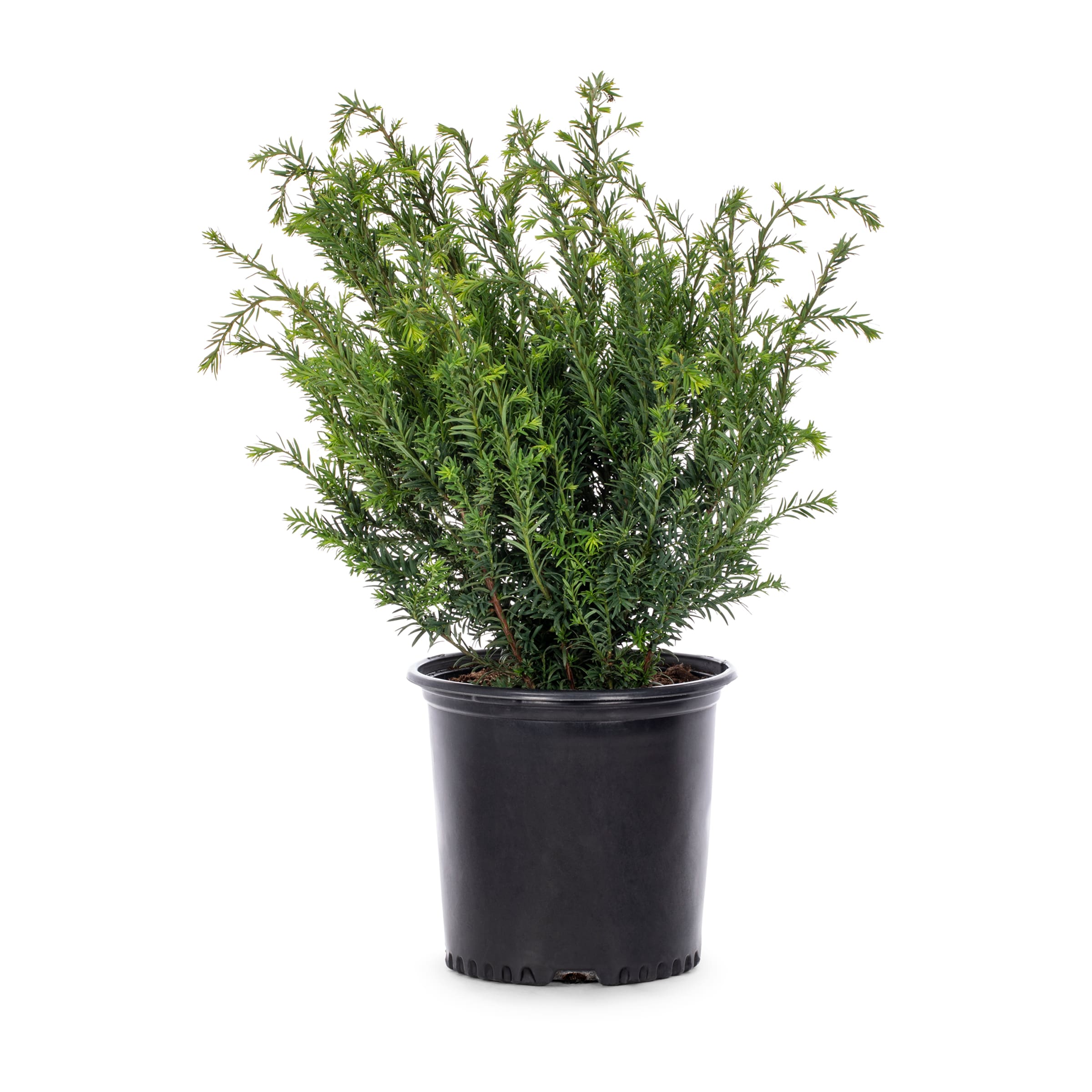 Lowe's Brown's Yew Foundation/Hedge Shrub in 2.25-Gallon Pot in the ...