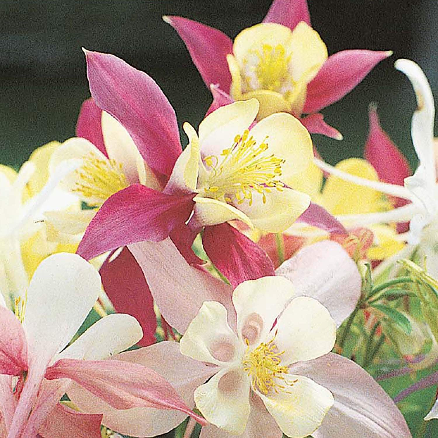 Ferry-Morse 650591.249.0824 seeds - View #3