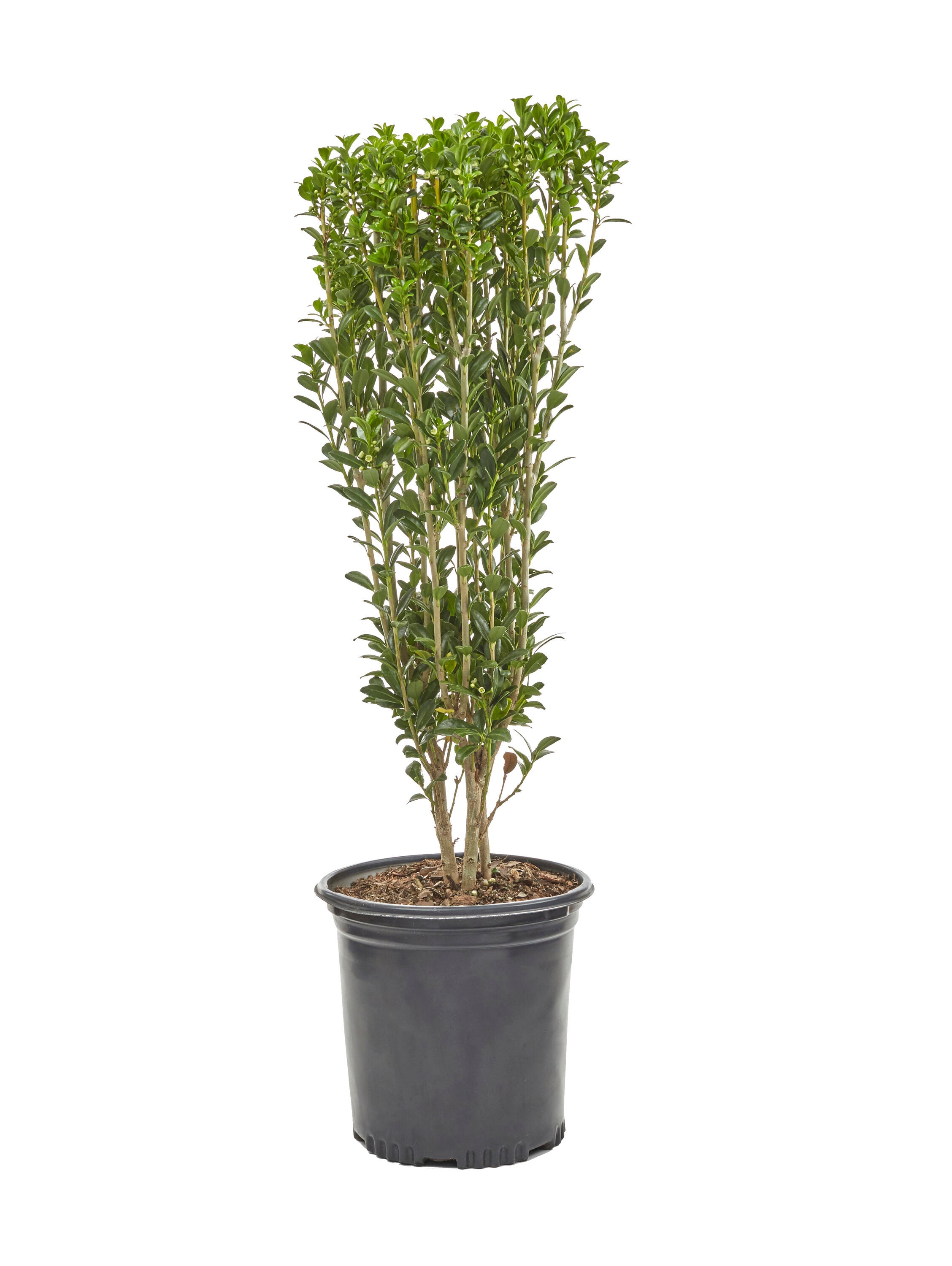 Lowe's Sky Pencil Holly Shrubs at Lowes.com