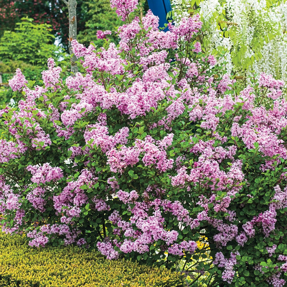 Spring Hill Nurseries 62353 shrubs - View #3