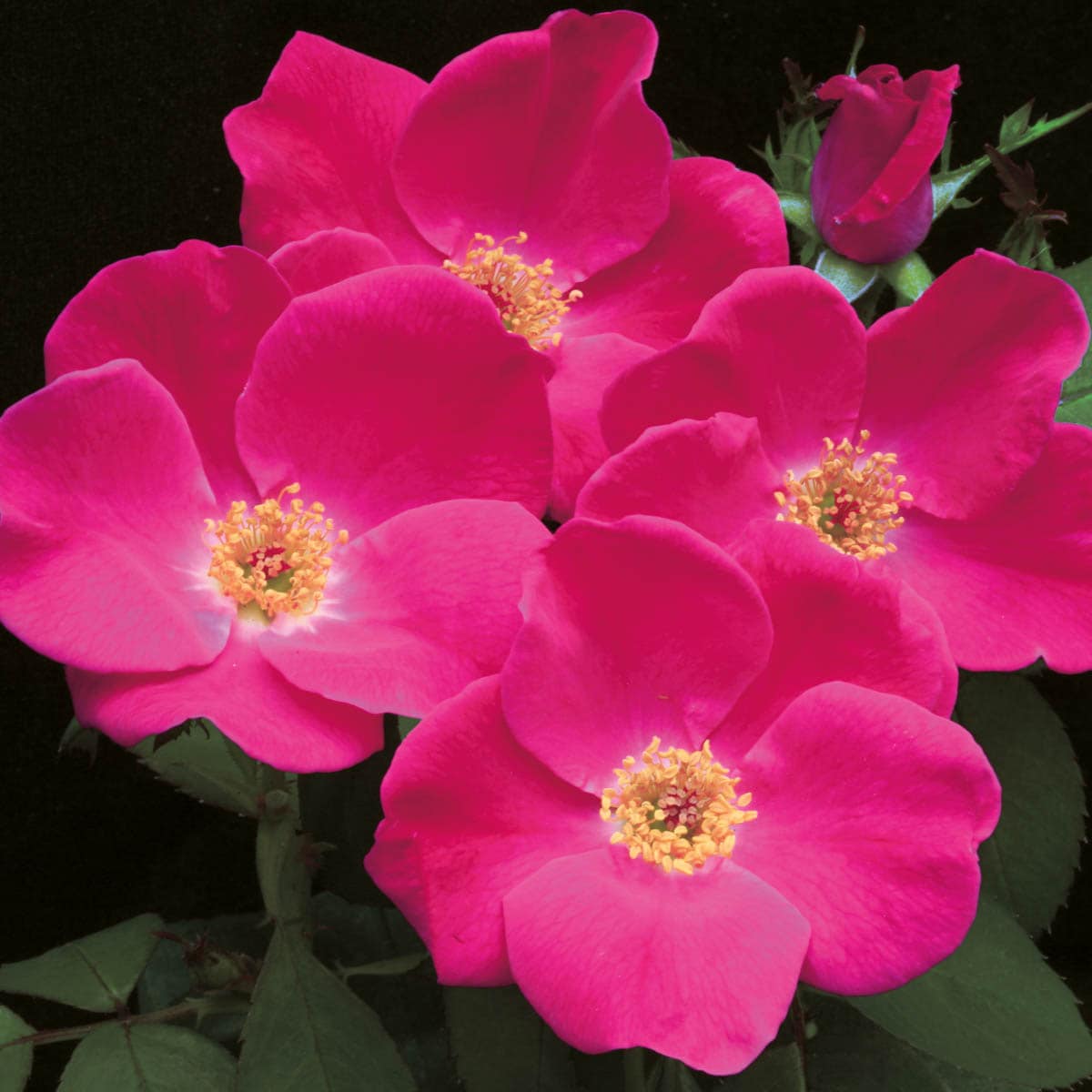 Spring Hill Nurseries 78967 Pink Flowering Home Run Shrub Rose 1 Pack in Bare Root