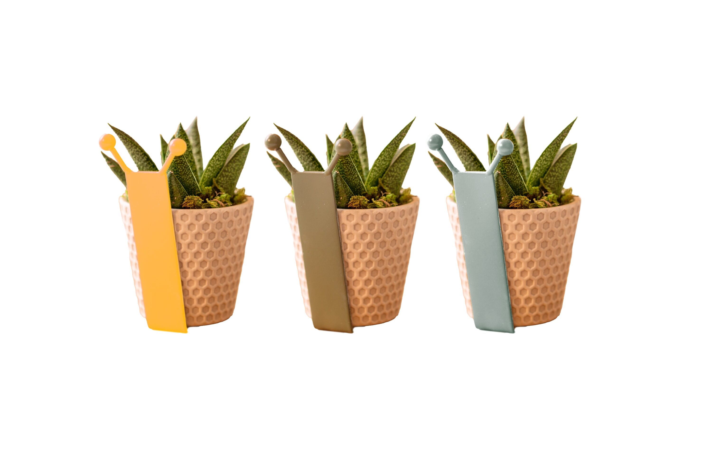 LiveTrends ASB08161 Succulent Sully the Snail House plant in 3 -Pack Pot 3 -Pack