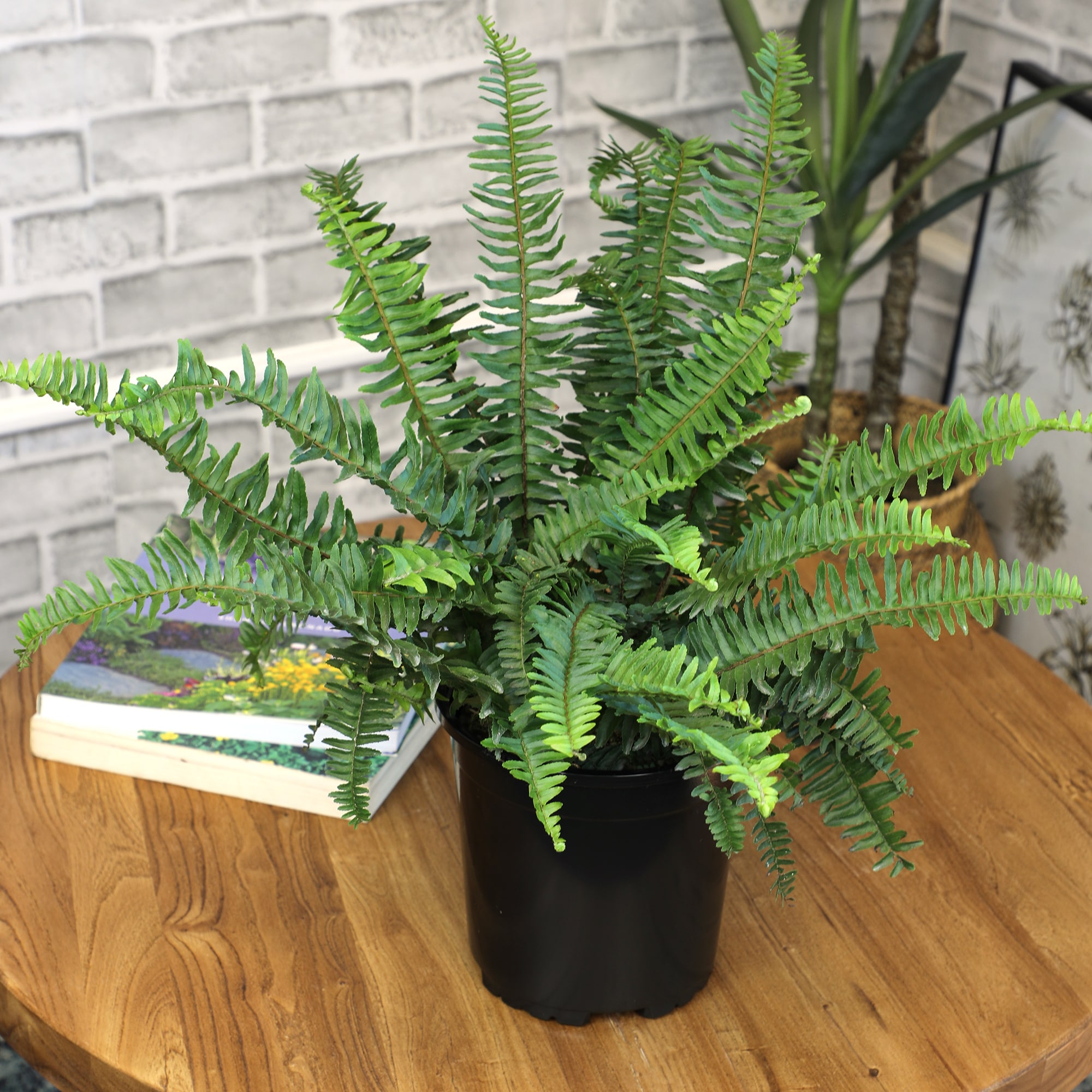 Altman Plants 0872808 hseplants - View #2
