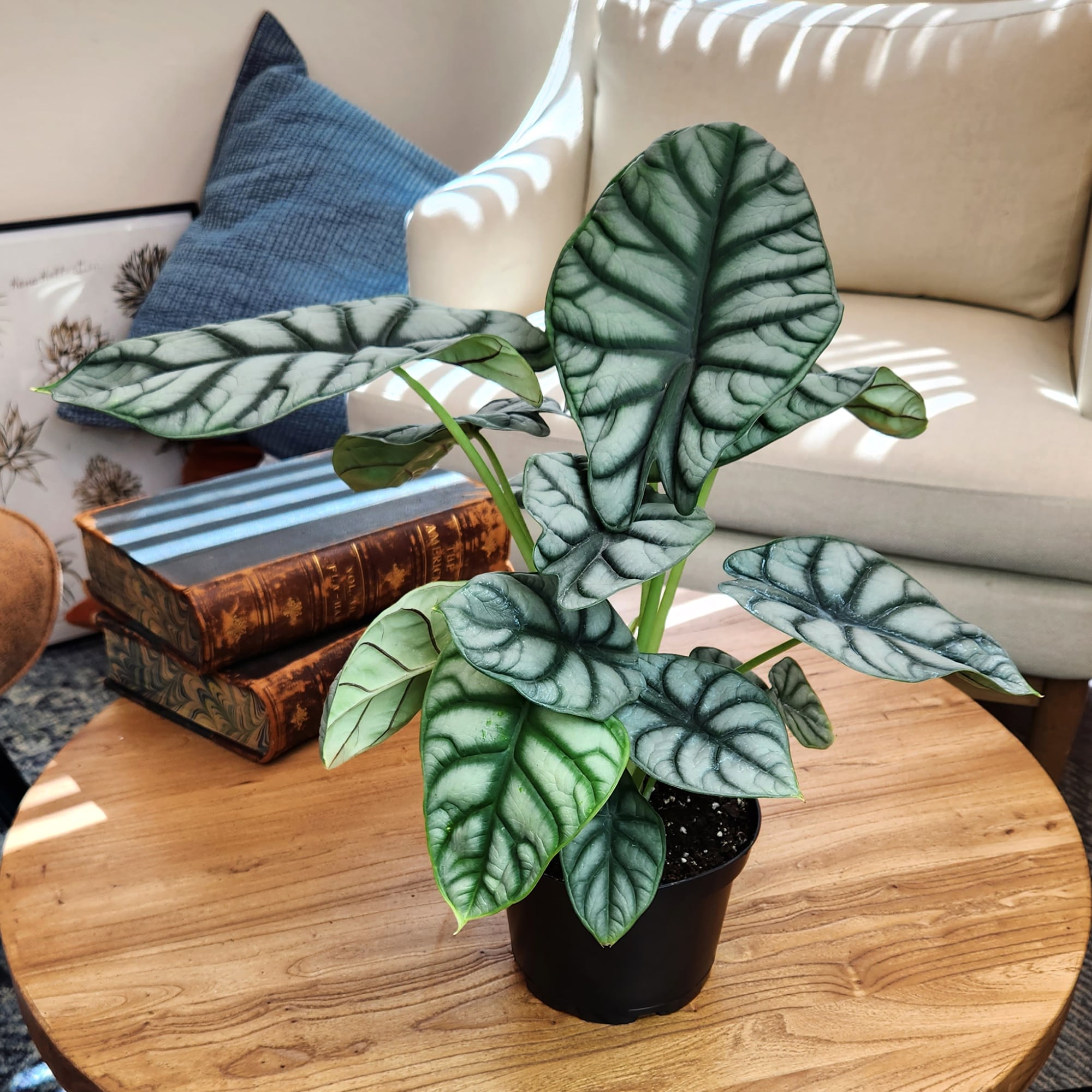 Silver Dragon Alocasia in Black Plastic Planter