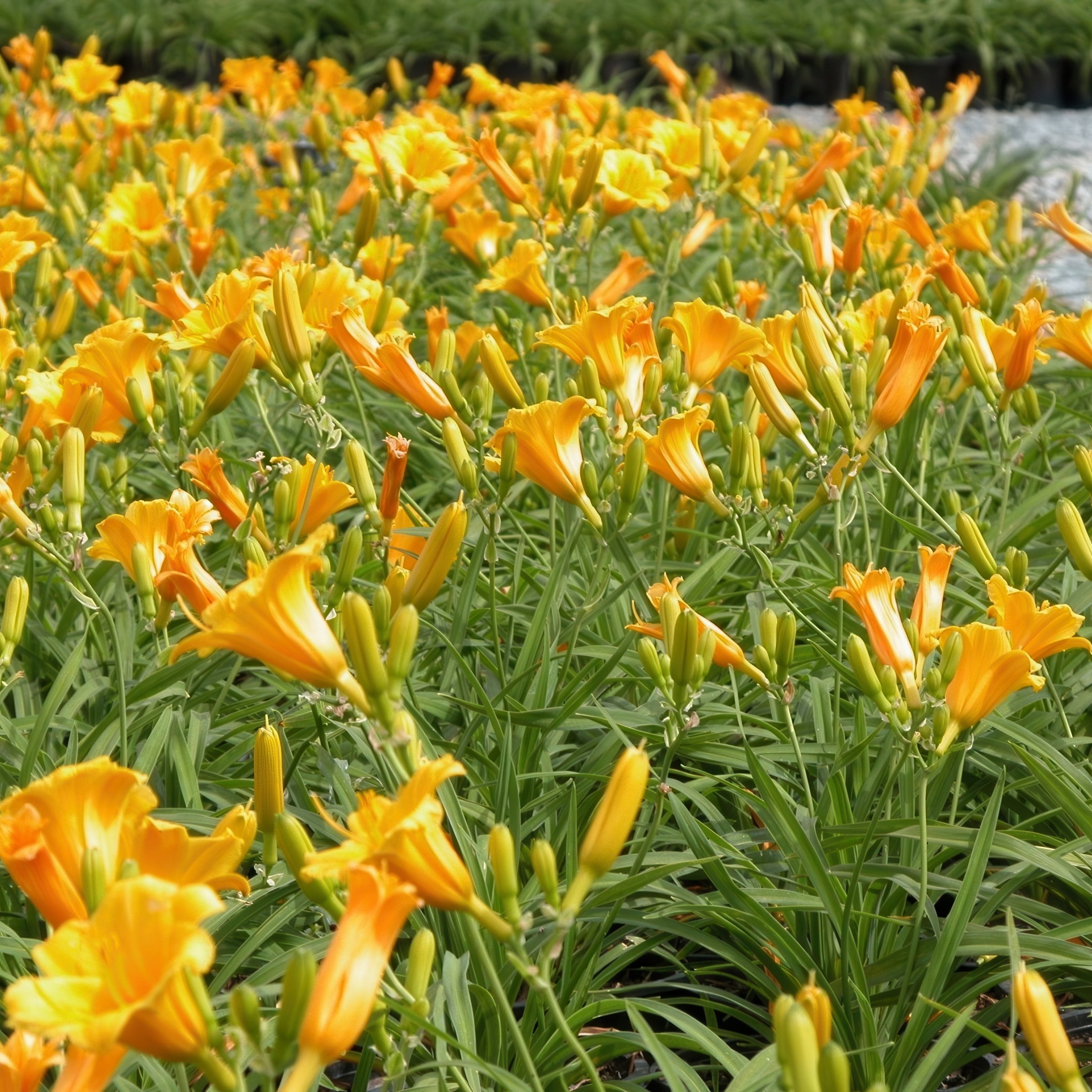 National Plant Network LW1986 perennials - View #5