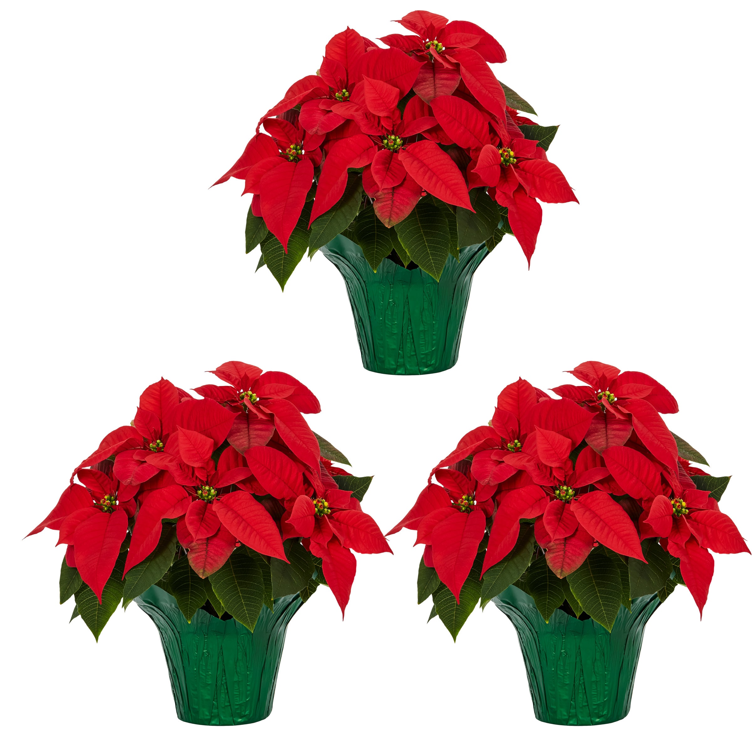 Metrolina Greenhouses 5231 1.5 -Quart Fresh Christmas Potted Poinsettia 3 -Pack