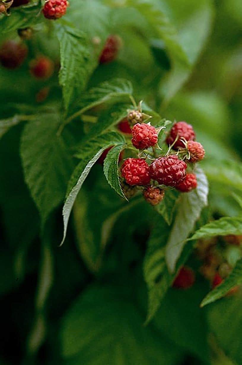 Monrovia 070081 Rubus Willamette Raspberry Flowering Shrub in In pot (with soil) with White Blooms