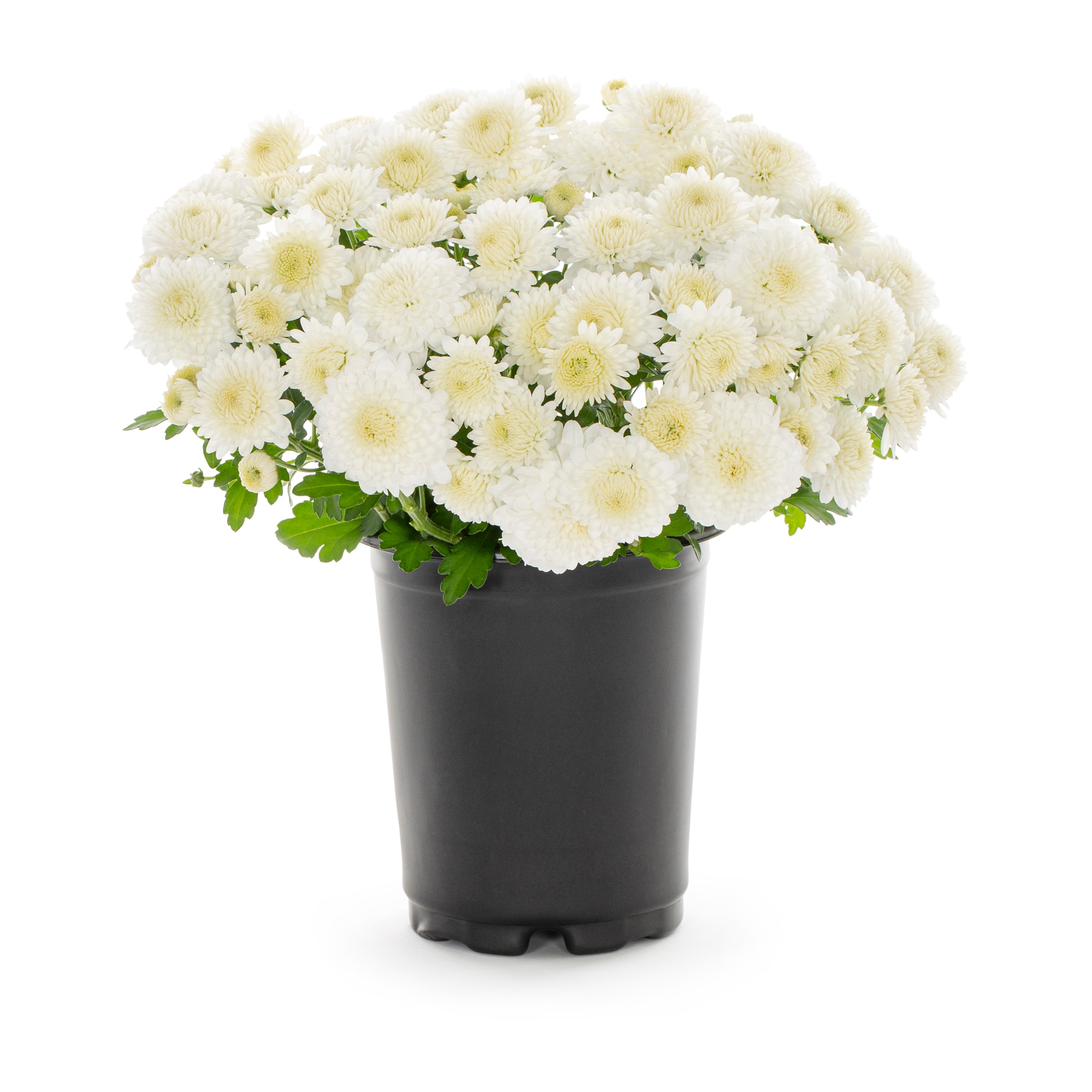 Lowe's White Mum in 1-Quart Pot NURSERY at Lowes.com
