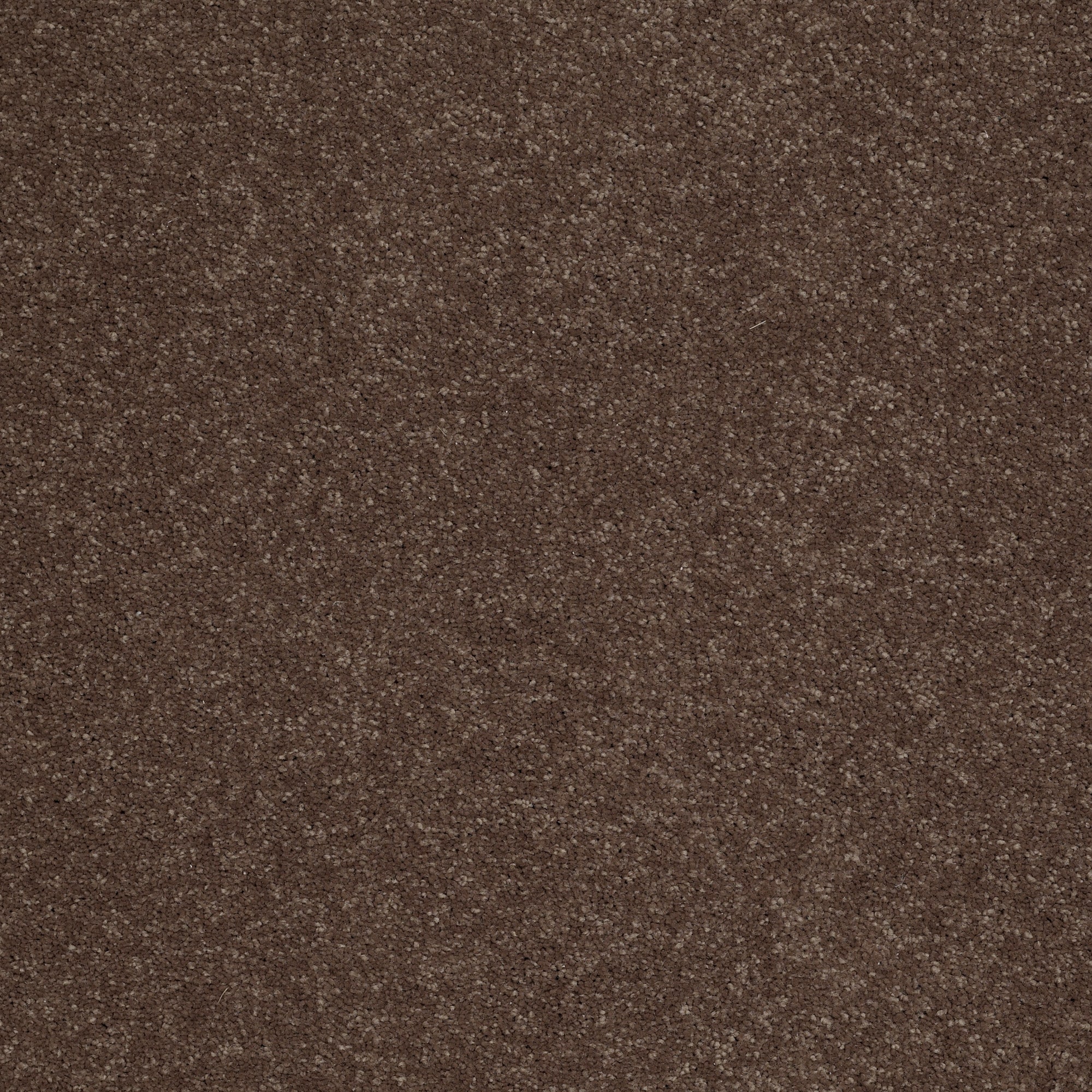 STAINMASTER PetProtect 7L881 - 721 - SAMP (Sample) Best Of Breed I Tea Leaf Brown 48.8-oz sq yard Nylon Textured Indoor Carpet