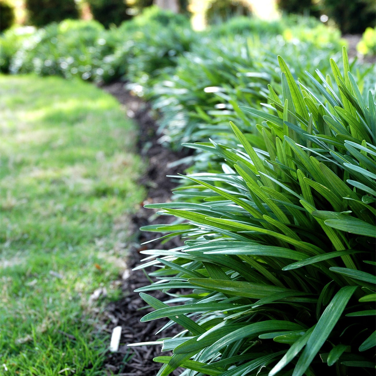 Perfect Plants LOROYALPURPLIRIOPE1G perennials - View #4