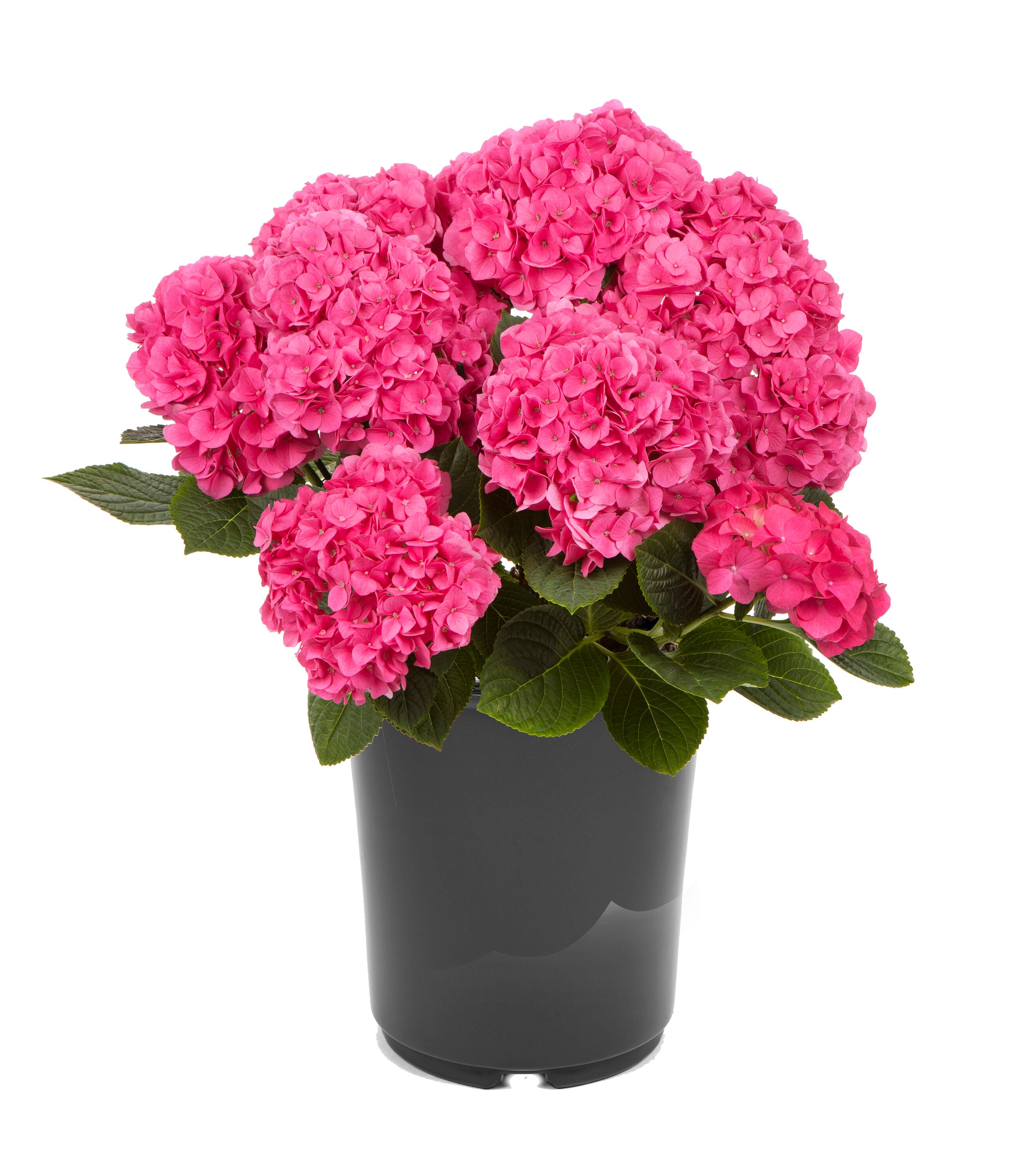  3078 shrubs - View #5