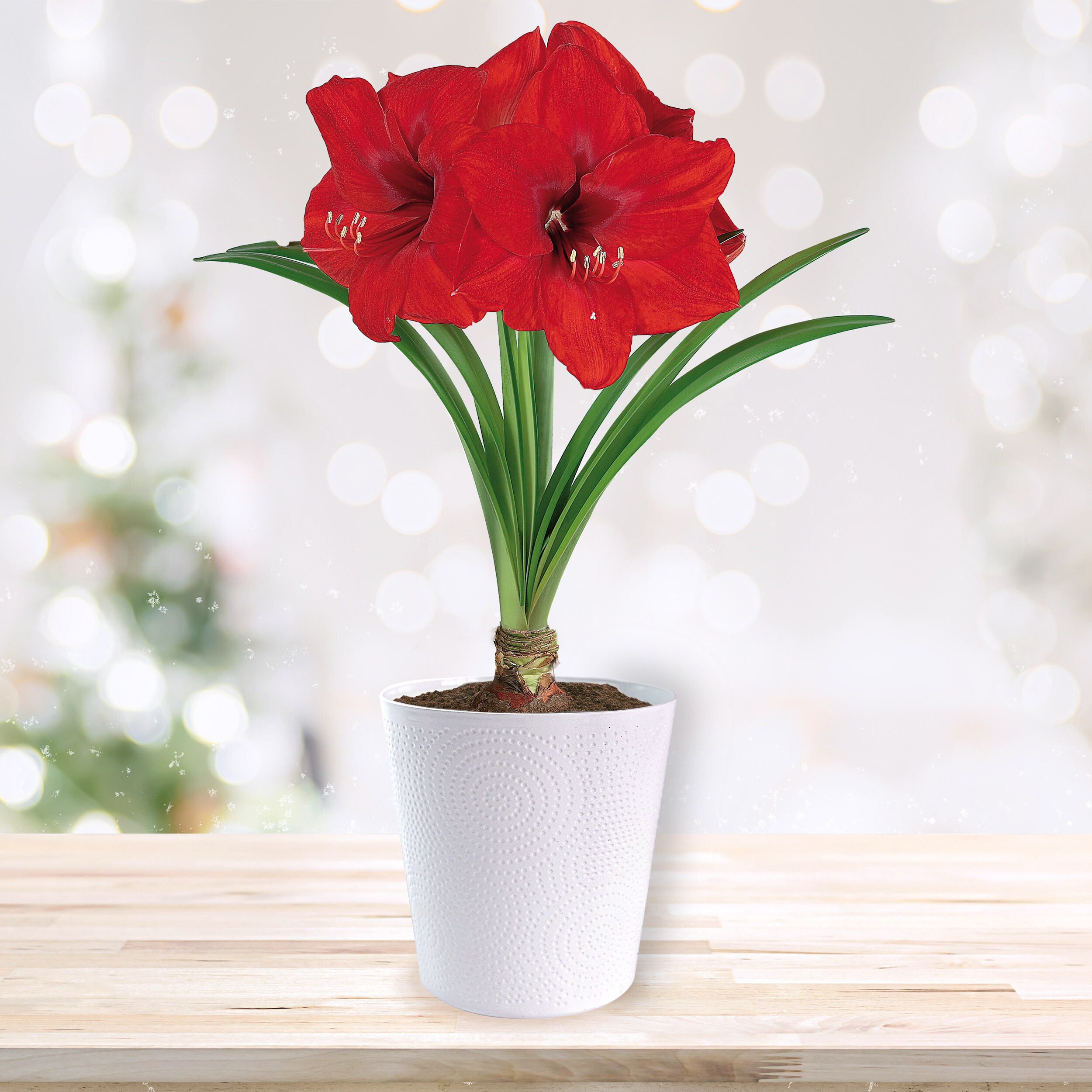 Garden State Bulb ECH-25-01-01 Plant-Bulbs - View #9