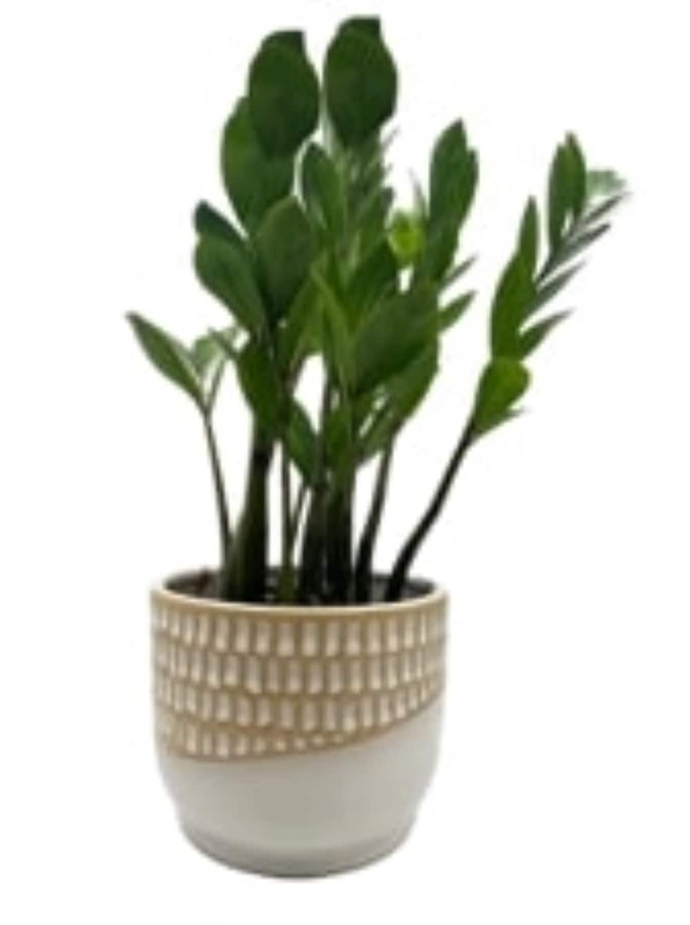 LiveTrends ASB07744 Petite Quilt House plant in 12 Ounce(s) Pot 1 -Pack