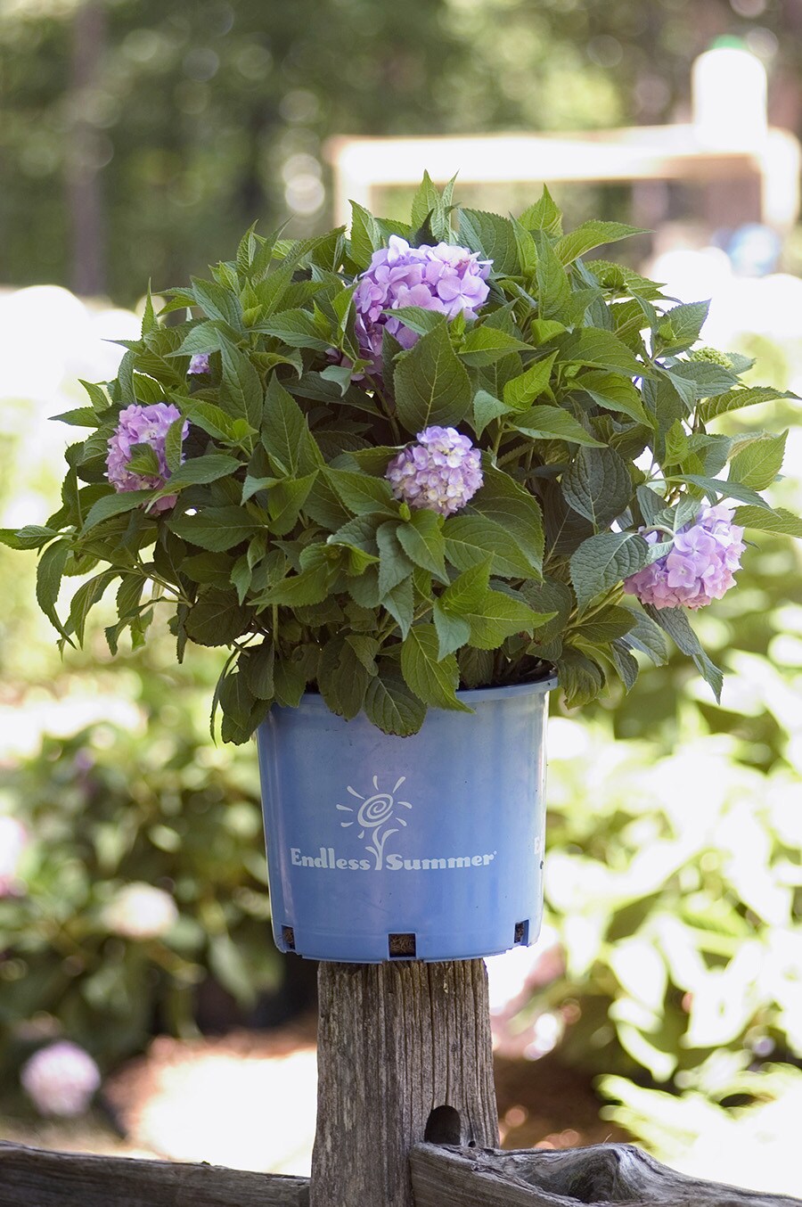 Lowe's NURSERY shrubs - View #11