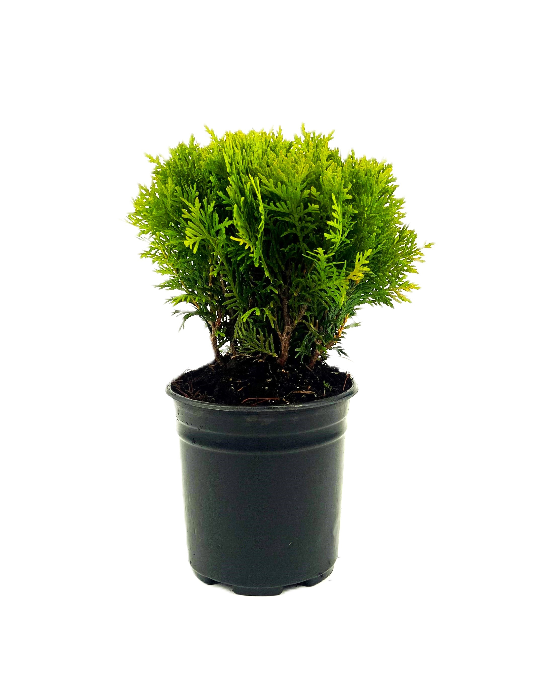  O880901 Danica Arborvitae Accent Shrub in 2.5 -Quart Pot 1 -Pack
