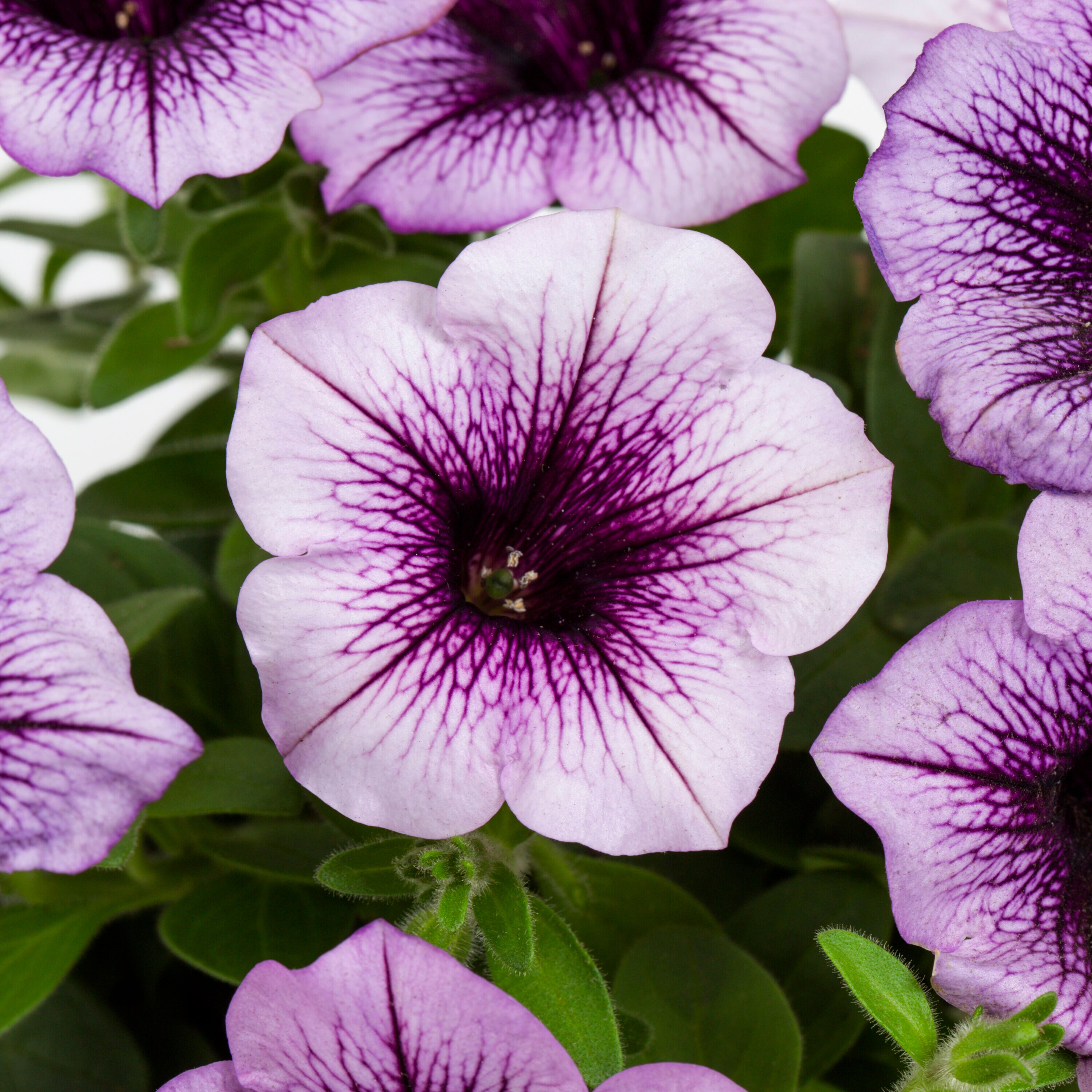 Proven Winners 4478 annuals - View #2