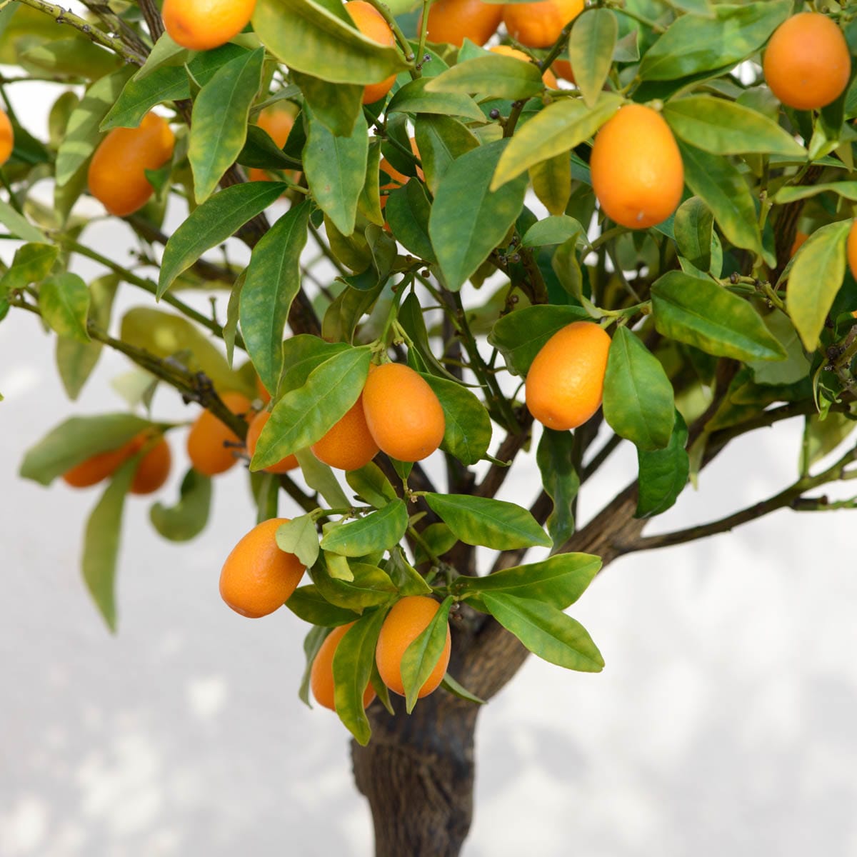 Gurney's Seed and Nursery Calamondin Orange Tropical Citrus Tree in 4 ...