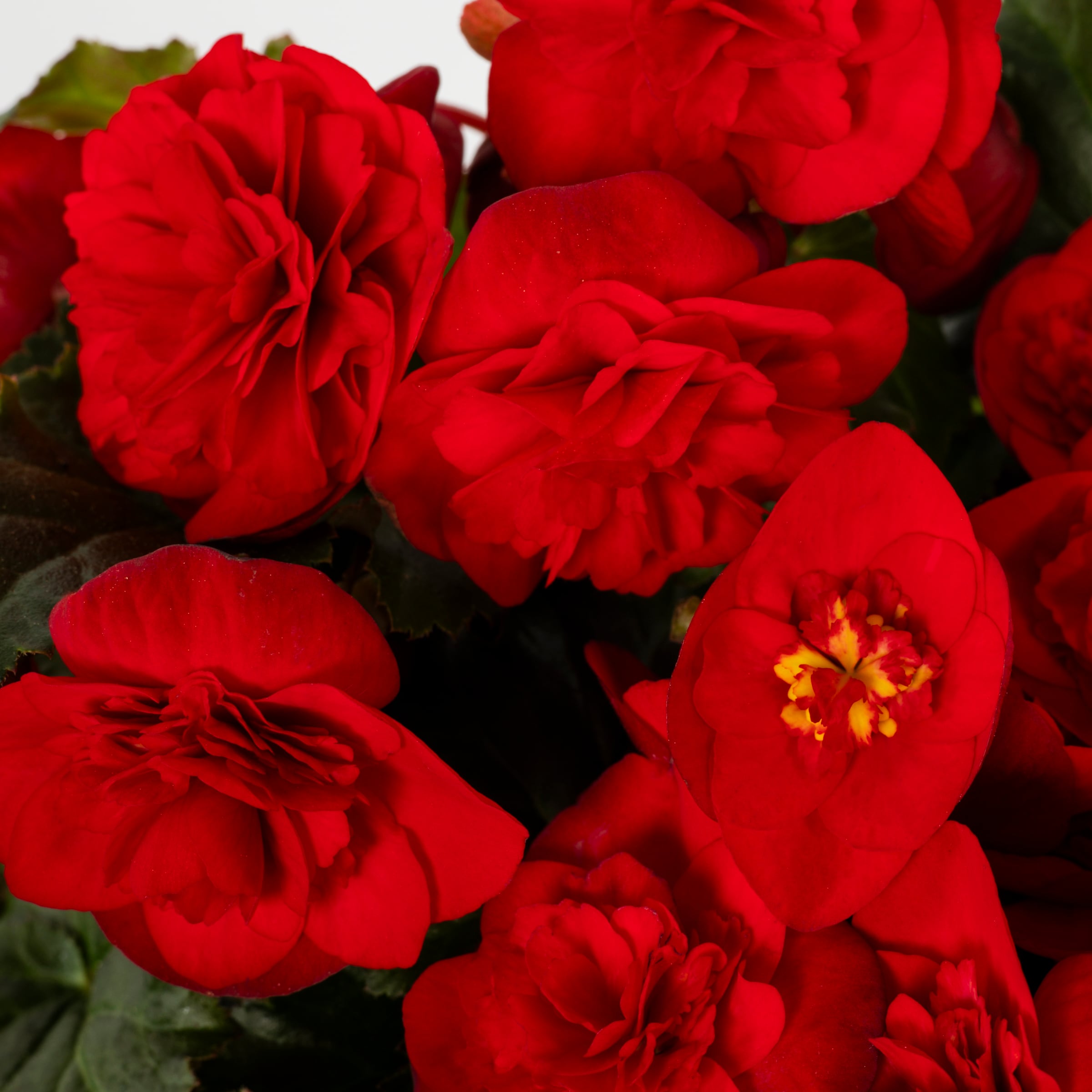 Lowe's 94002 annuals - View #2