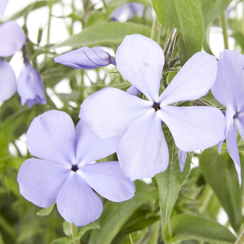 Lowe's Blue Phlox Plant in 2.5-Quart Pot at Lowes.com