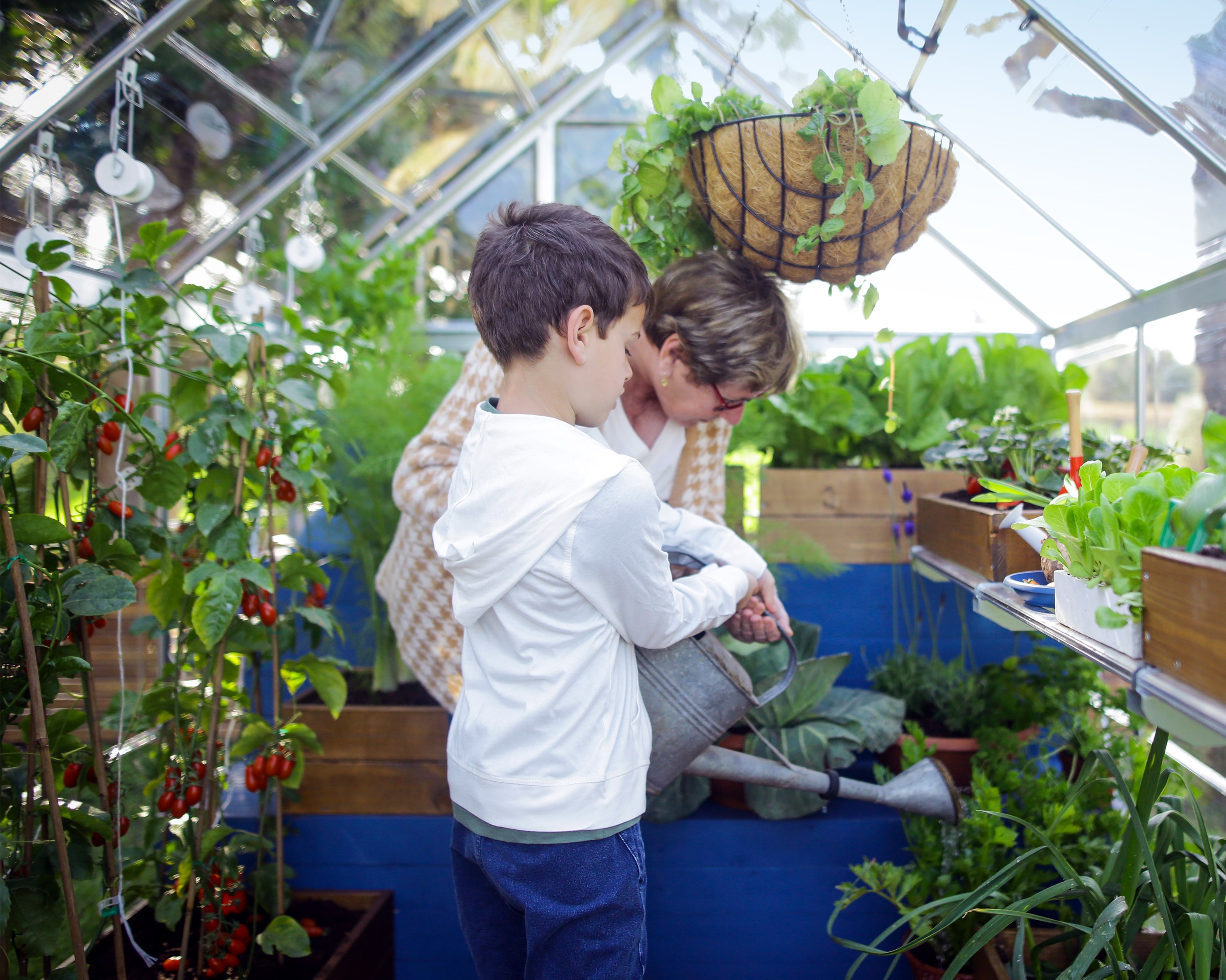Canopia by Palram 701786 greenhouses - View #4