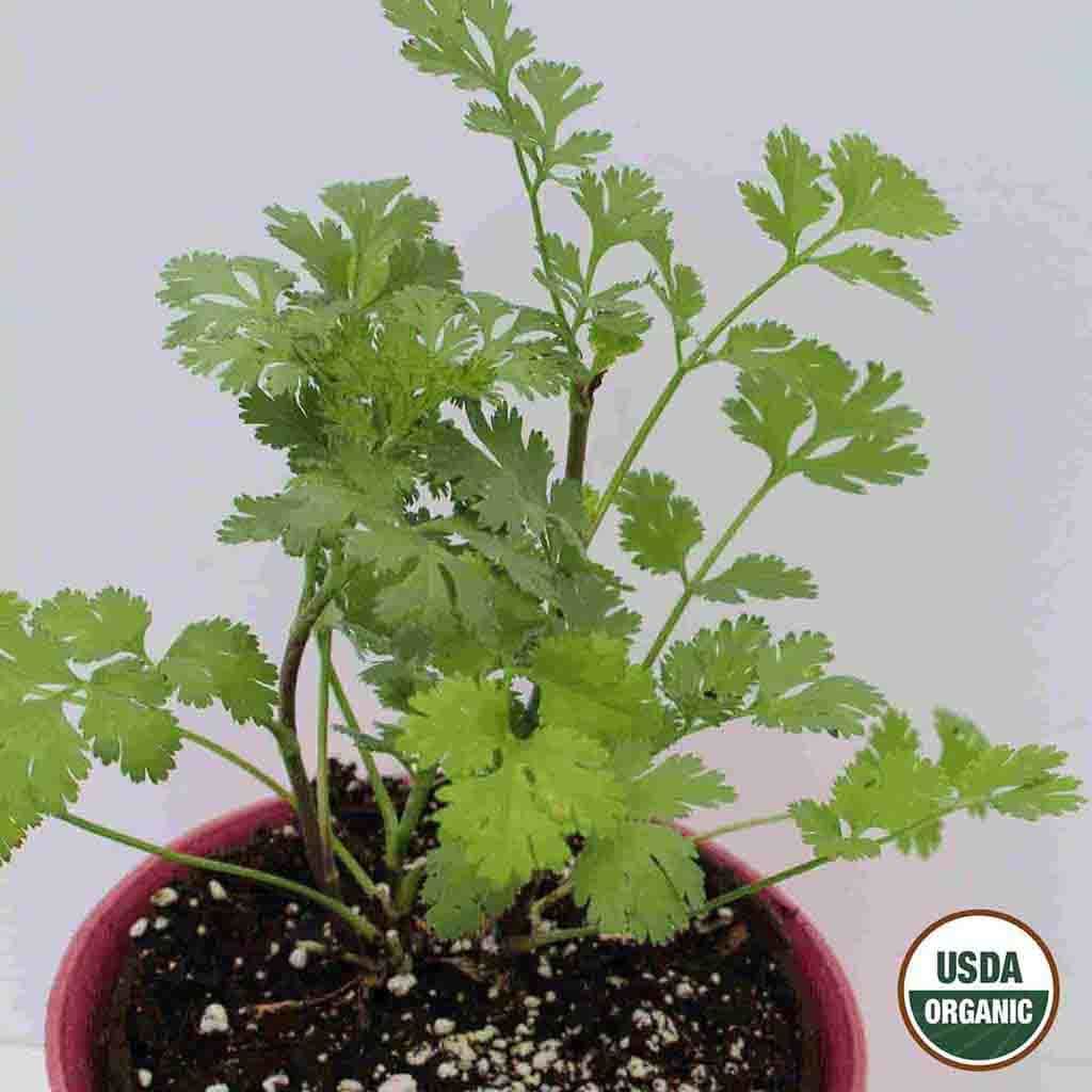 Ferry-Morse LC25.1340 Vegetable-Herb-Seeds - View #3