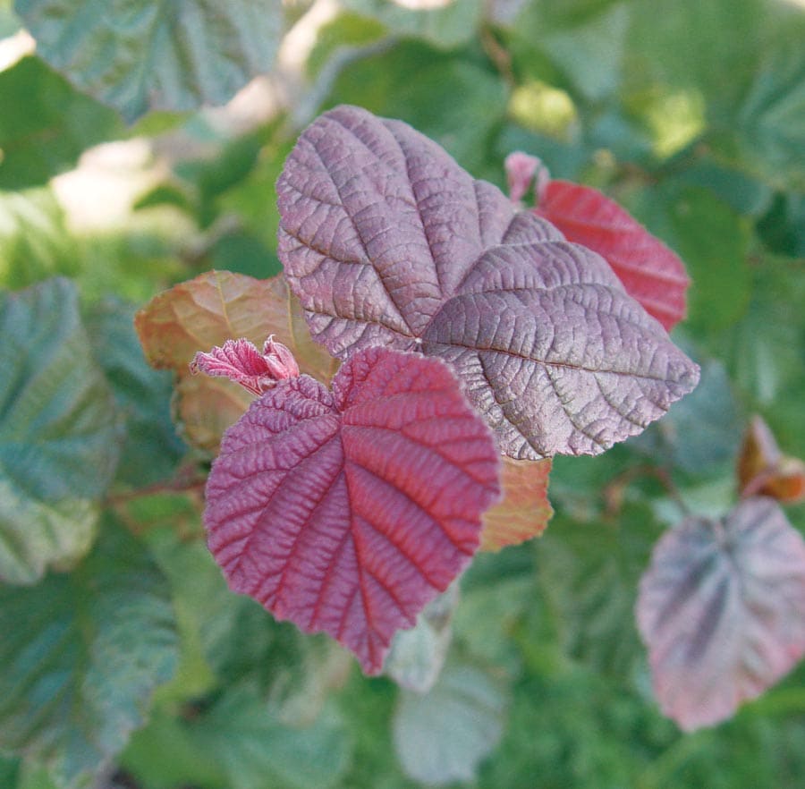  NURSERY Purple Red Majestic Contorted Filbert Feature Shrub In Pot (With Soil)