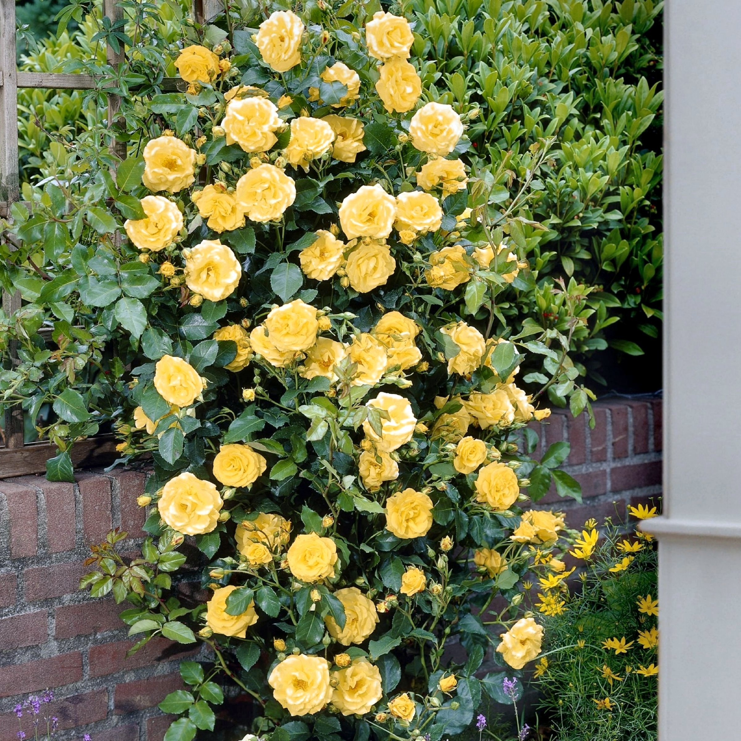 National Plant Network LW1389C roses - View #3