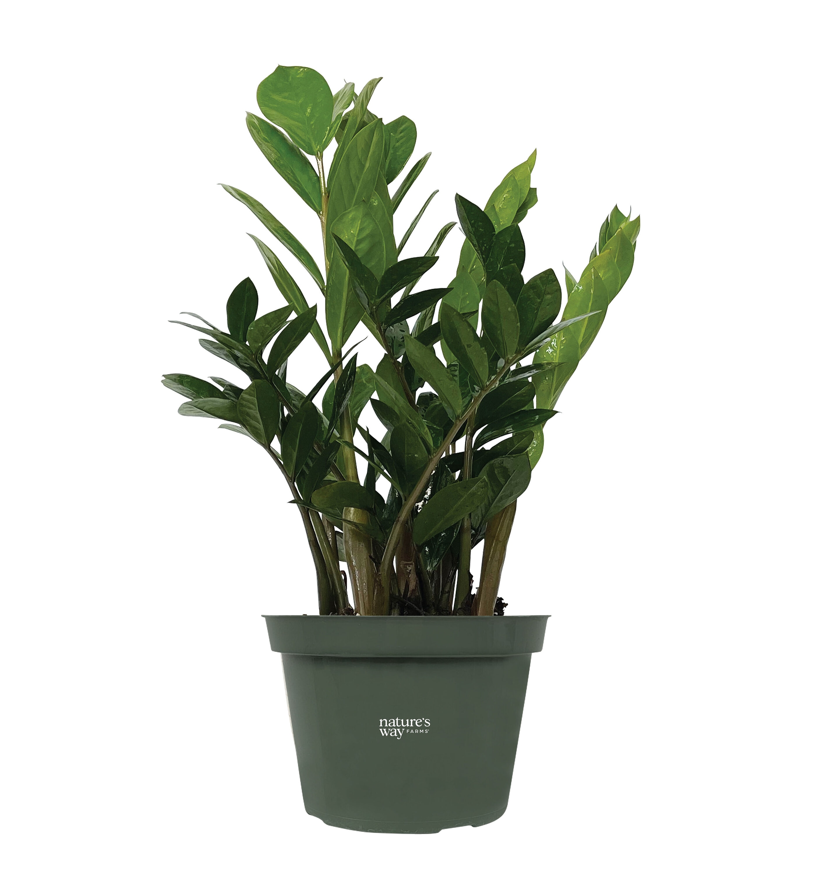  2998 White ZZ Plant House plant in 6 Inch(es) Pot 1 -Pack