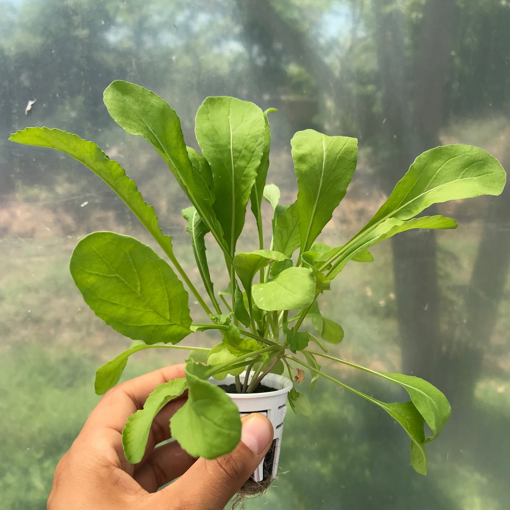 Lettuce Grow SO-SV-12-107603 Vegetable-Plants - View #11