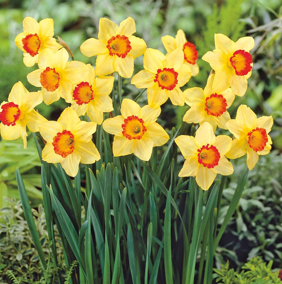 Lowe's Multicolor Daffodil Bulbs (L17330) Pot 2.5-Quart in the Plant Bulbs  department at