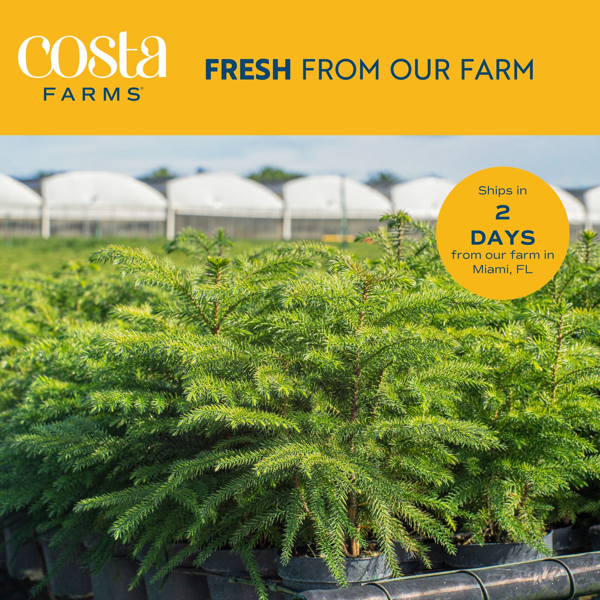 Costa Farms S-NIP-G-POT-02-LW Fresh-Cut-Christmas-Decorations - View #5
