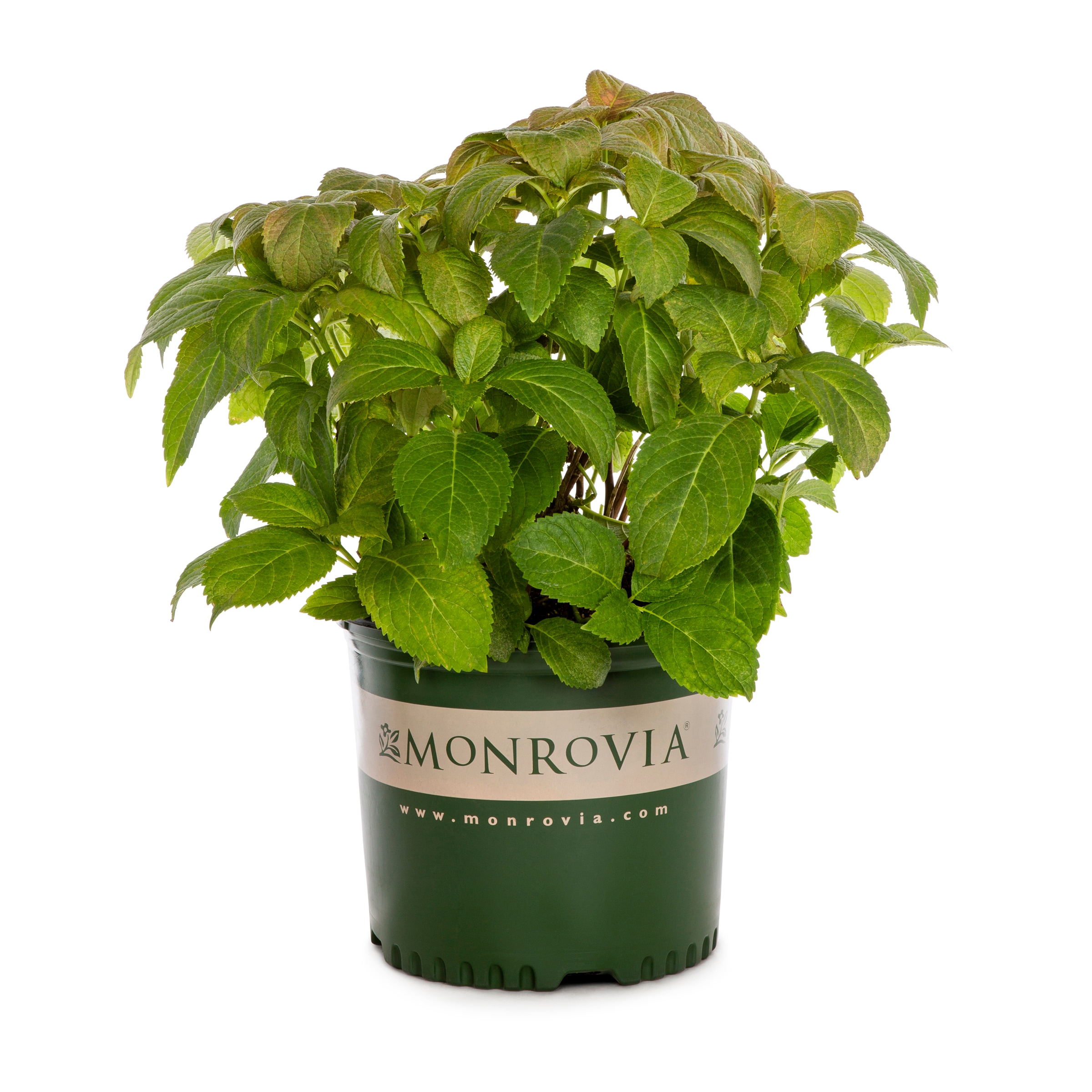 Monrovia NURSERY Mini Penny#8482 Hydrangea Flowering Shrub in 3.00 -Gallon Pot ,Multicolor Blooms