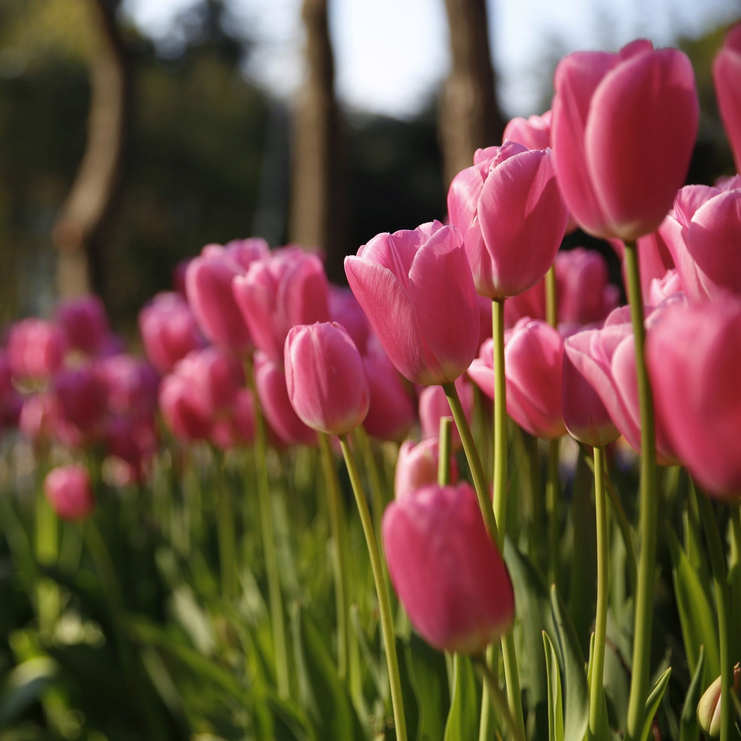 National Plant Network LW0127 Plant-Bulbs - View #3