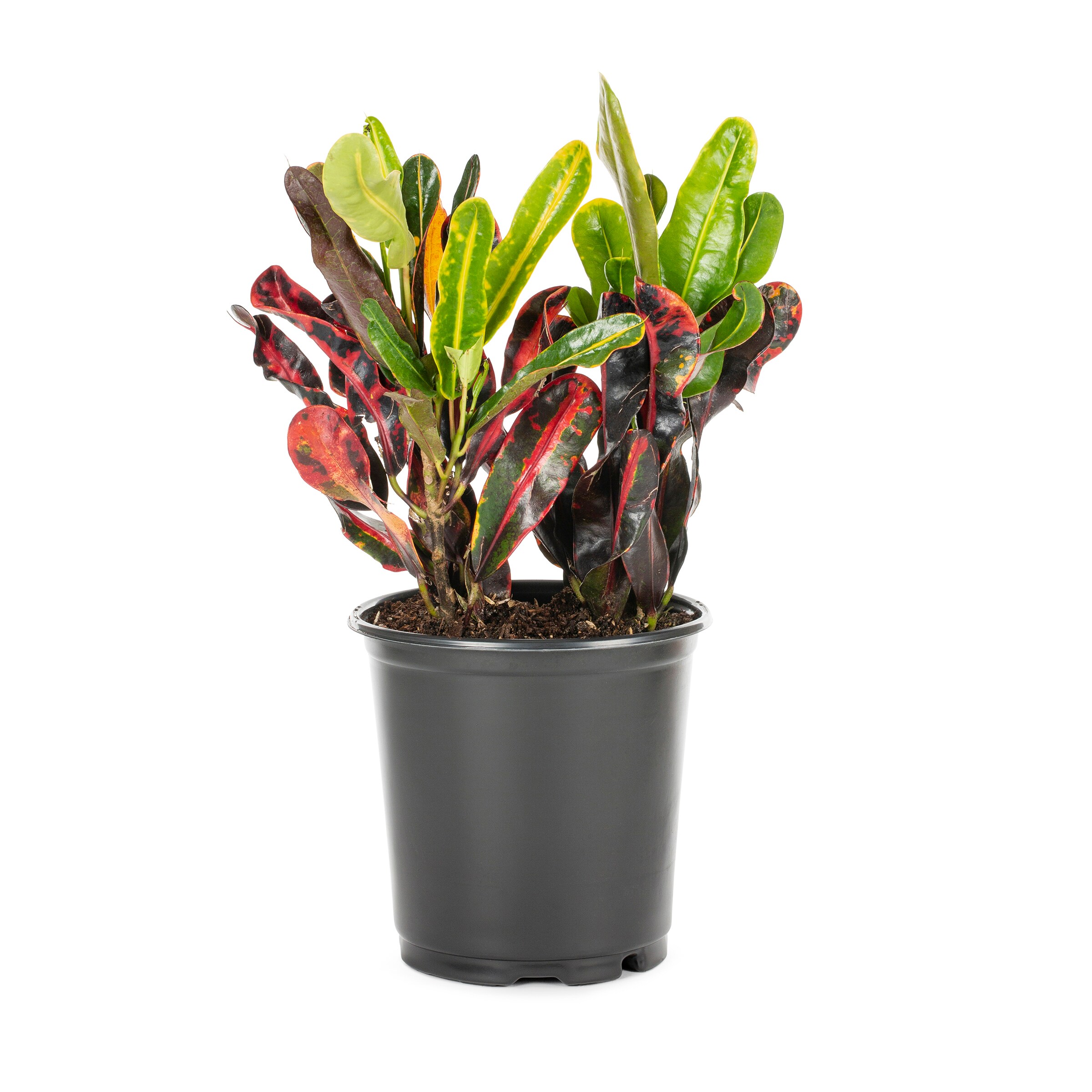 Lowe's Mamey Croton Shrub in 2.50 -Quart Pot 1.0 -Pack