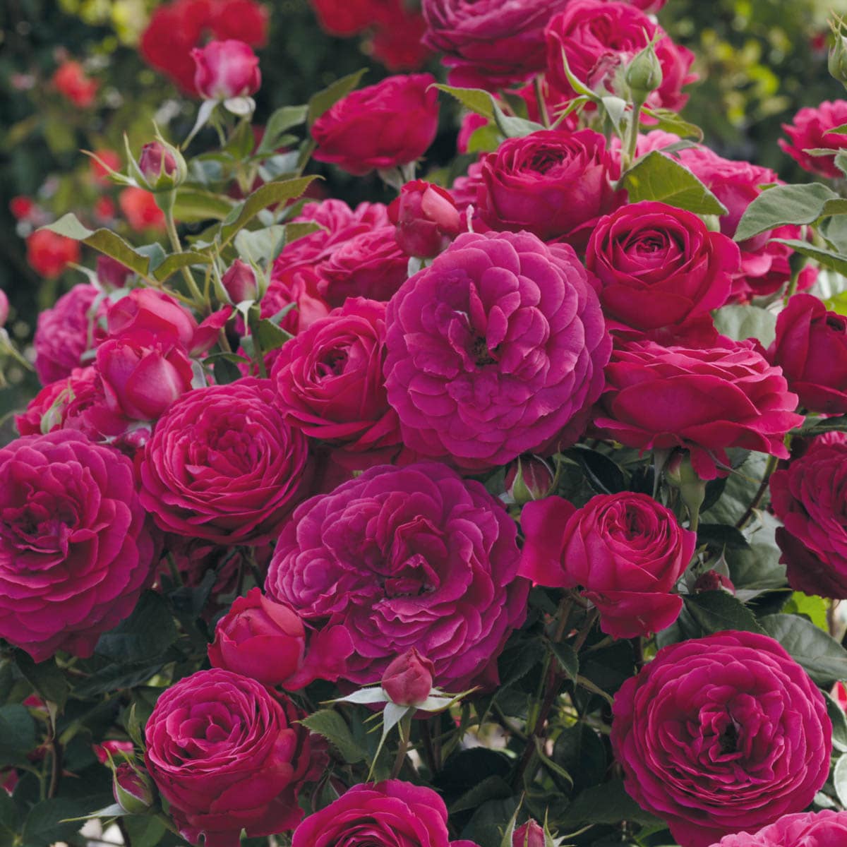 Spring Hill Nurseries 93367 Purple Flowering Celestial Night Floribunda Rose 3 -Gallon 1 -Pack in Pot