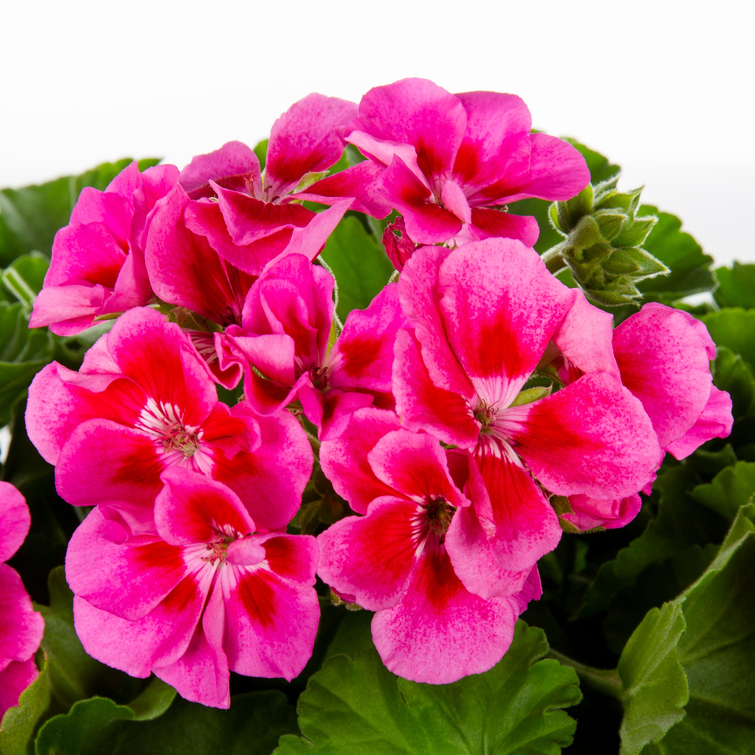 Lowe's Multicolor Geranium in 1.15-Gallon Planter in the Annuals ...