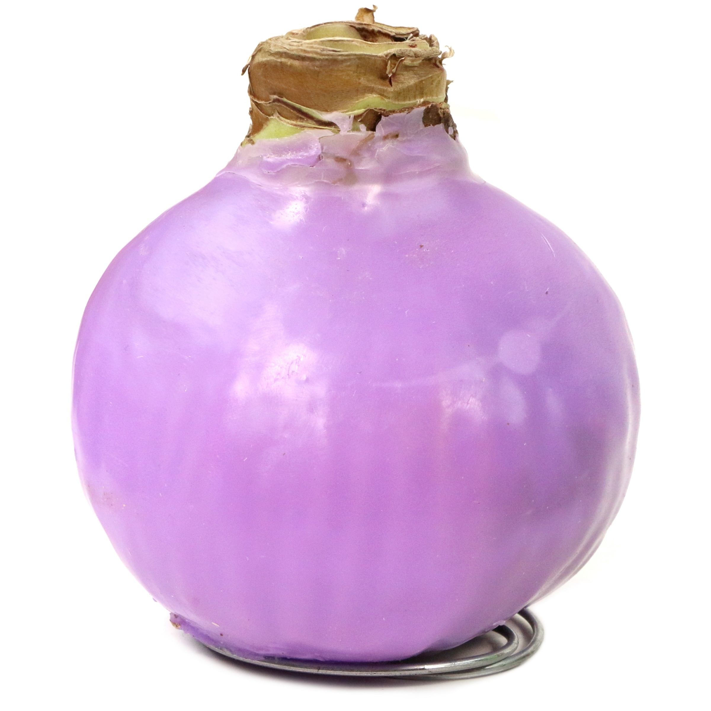 National Plant Network LW1624 Lavender Lavender Wax-Coated Apple Blossom Amaryllis Bulbs 5 Inch(es)