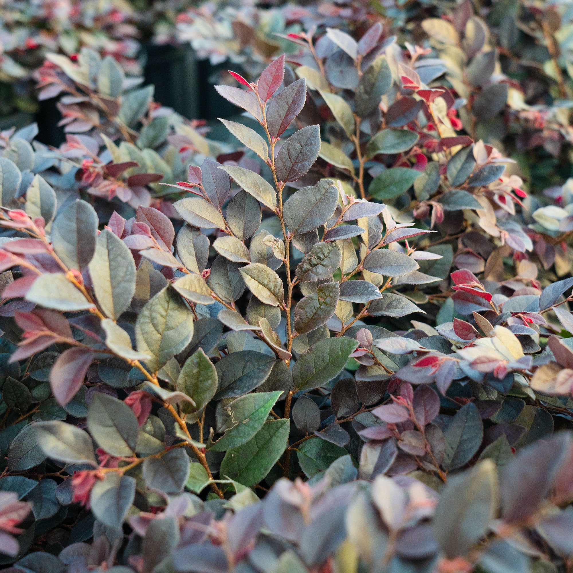 Perfect Plants LOCERISECHARM3G shrubs - View #4